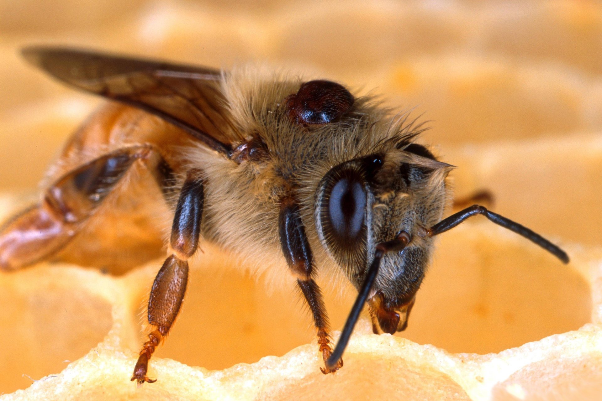 Пчела сидит на сотах крупным планом
