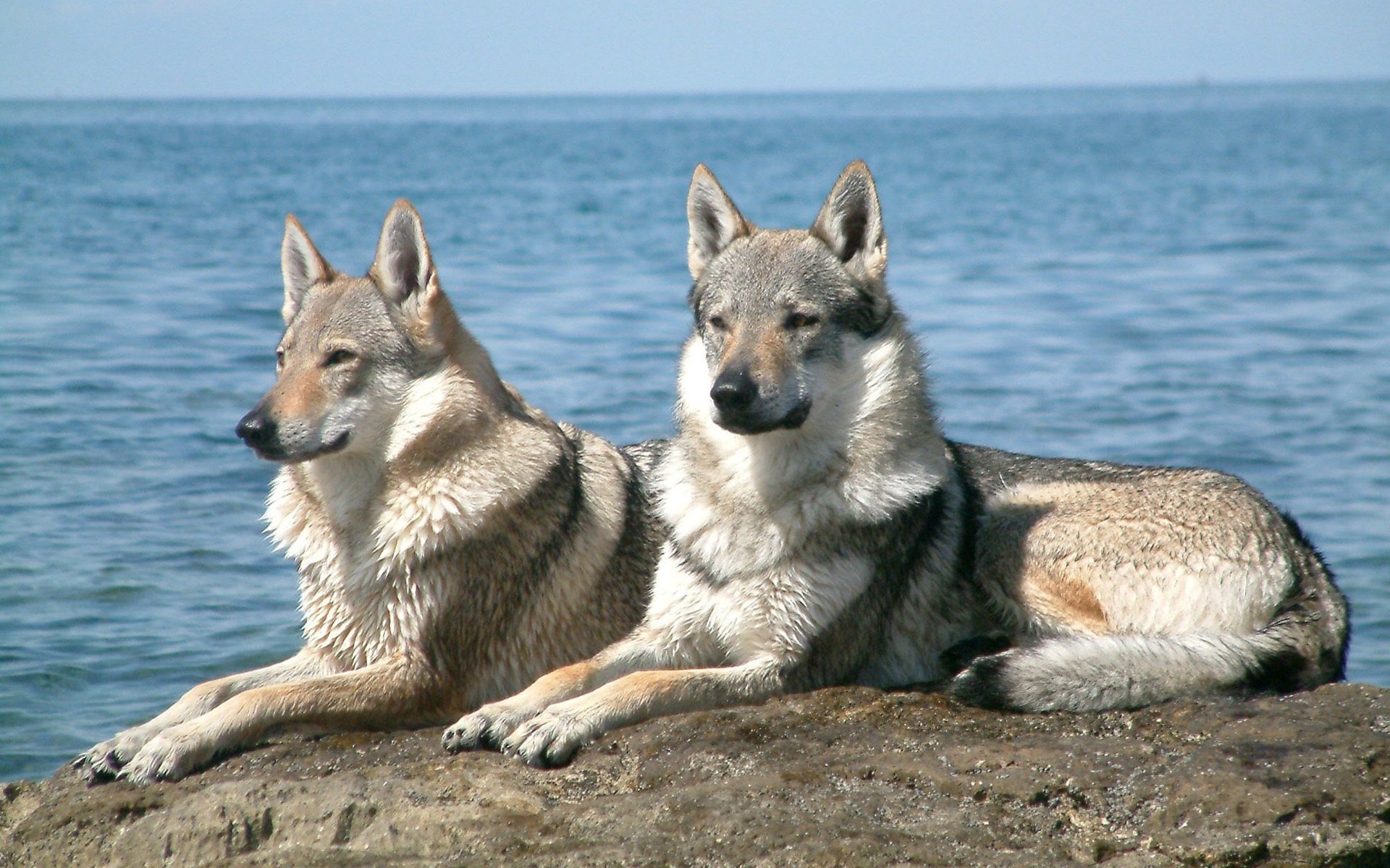 Серьезный взгляд двух собак на море