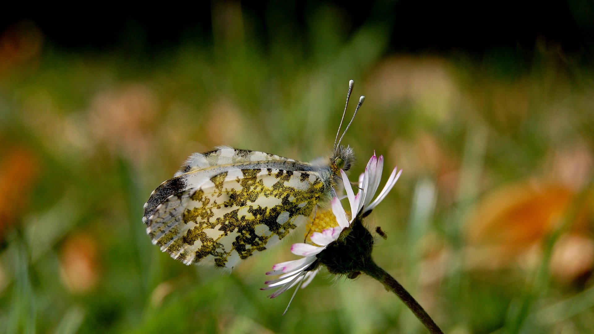 Красивая бабочка сидящая на ромашке