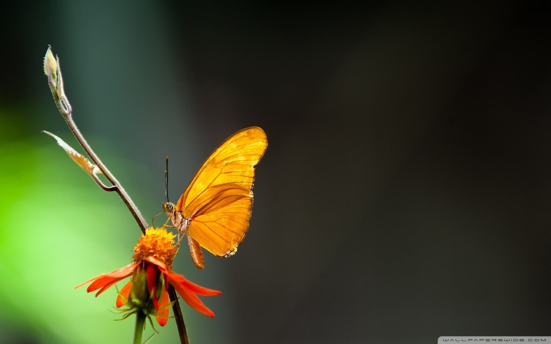 Макро фото прекрасных насекомых бабочек