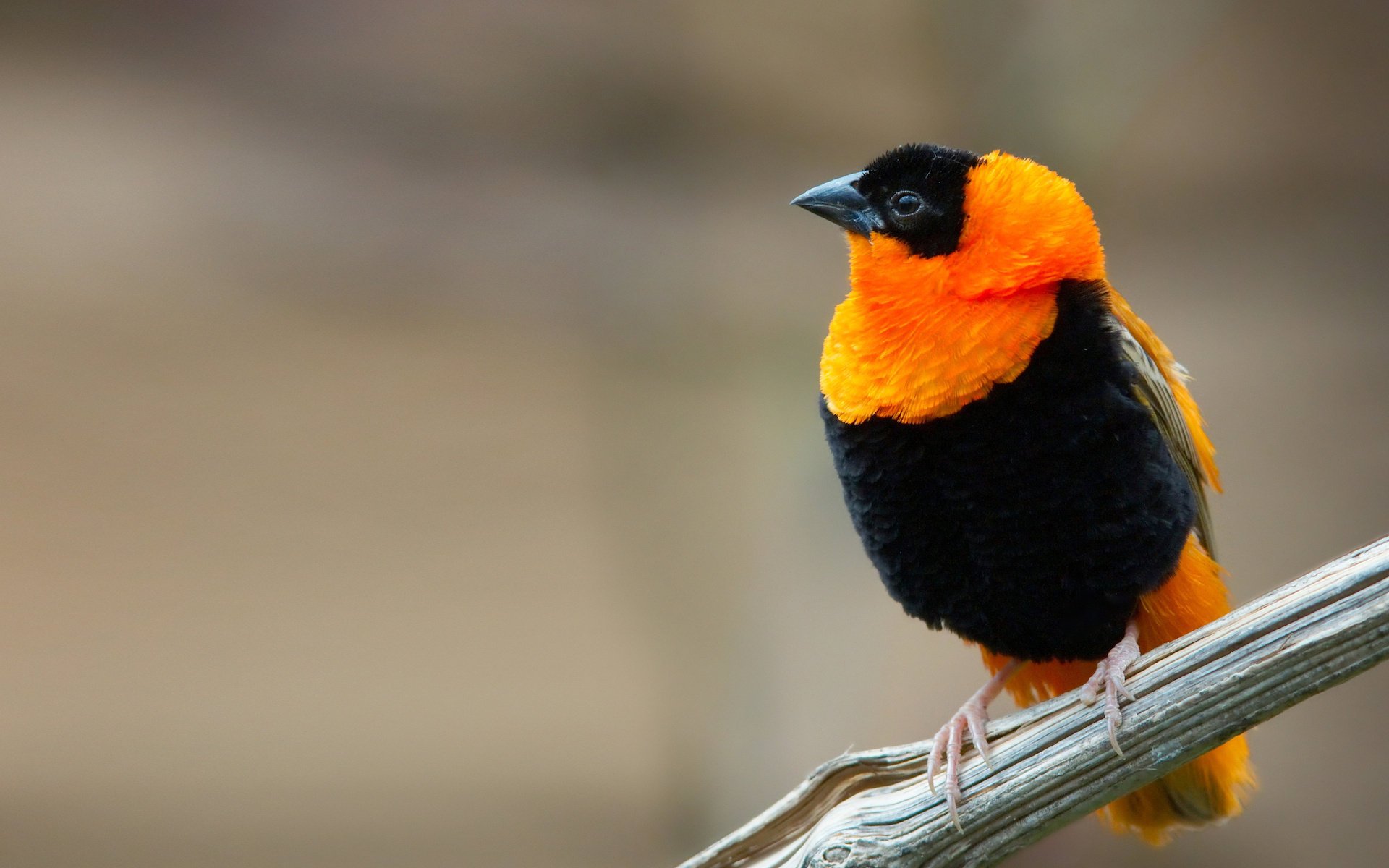 Окрас птицы черный цвет с оранжевым воротником