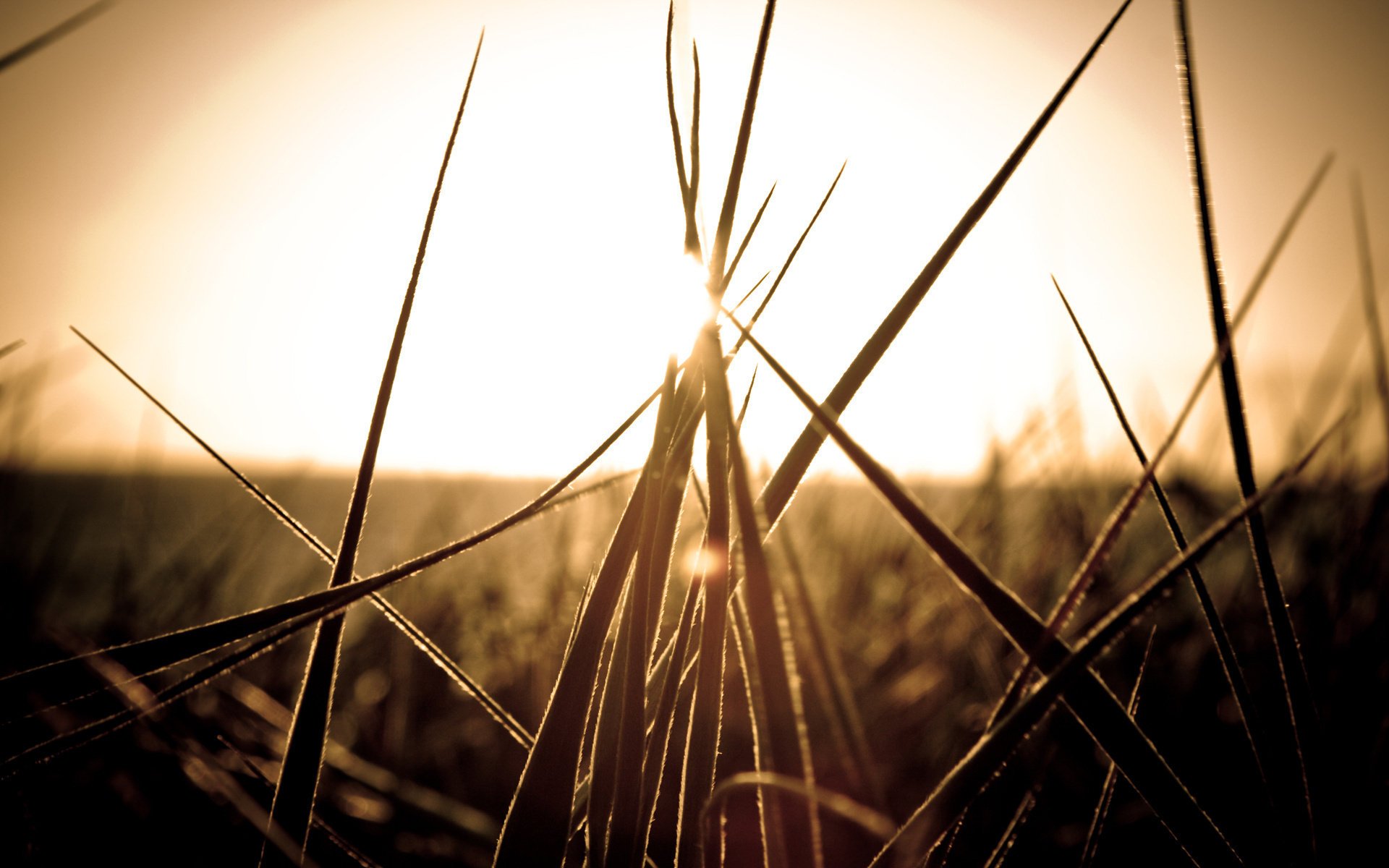 Макро травы на закате в поле