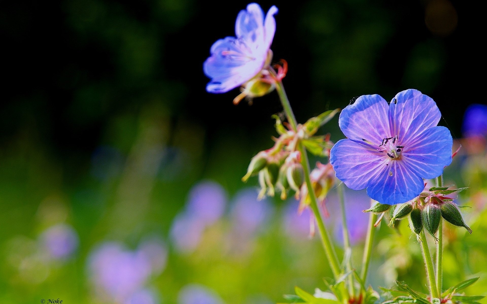 Голубые тонкие цветочки в поле