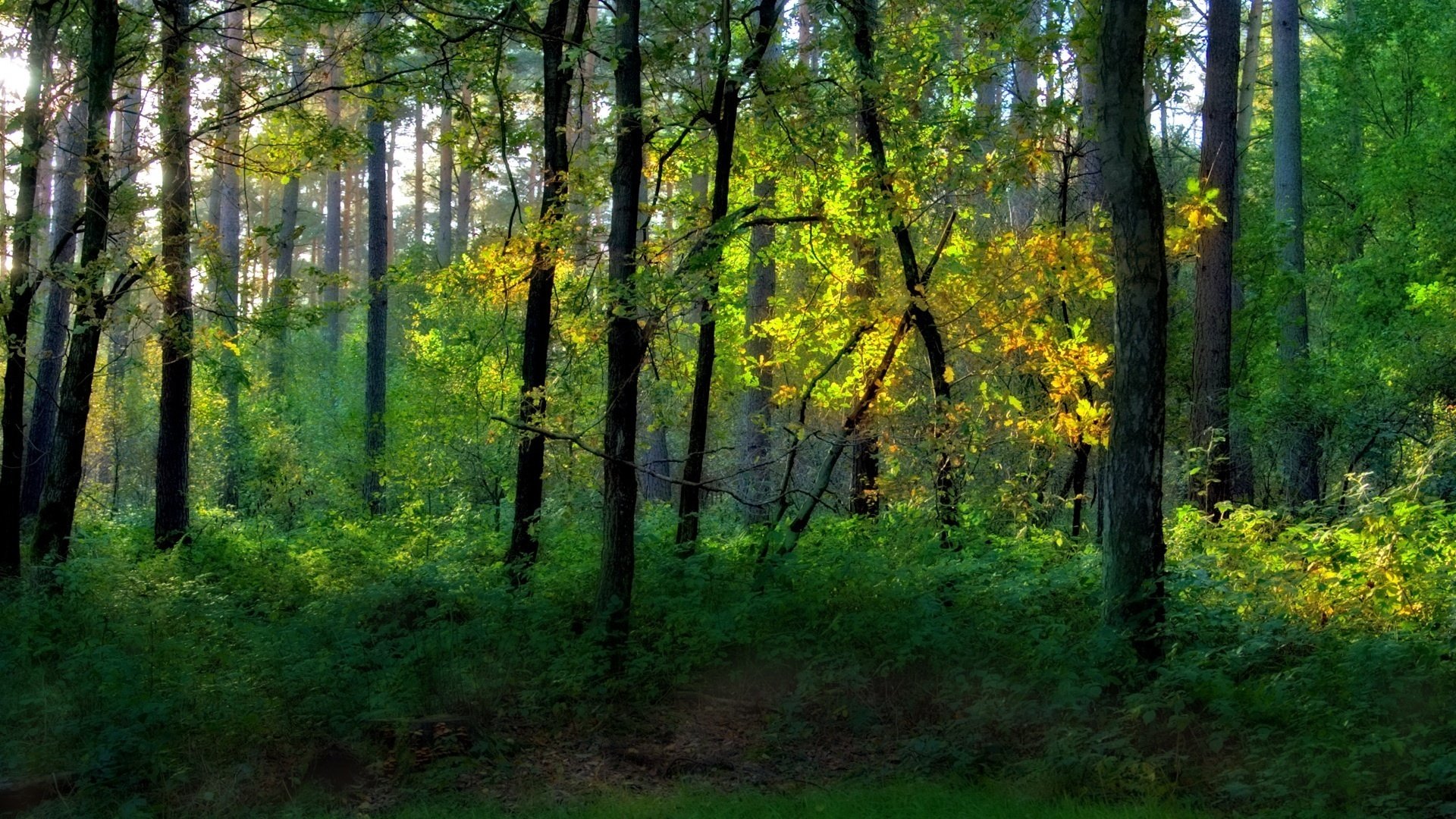 Заросший лесной парк летом