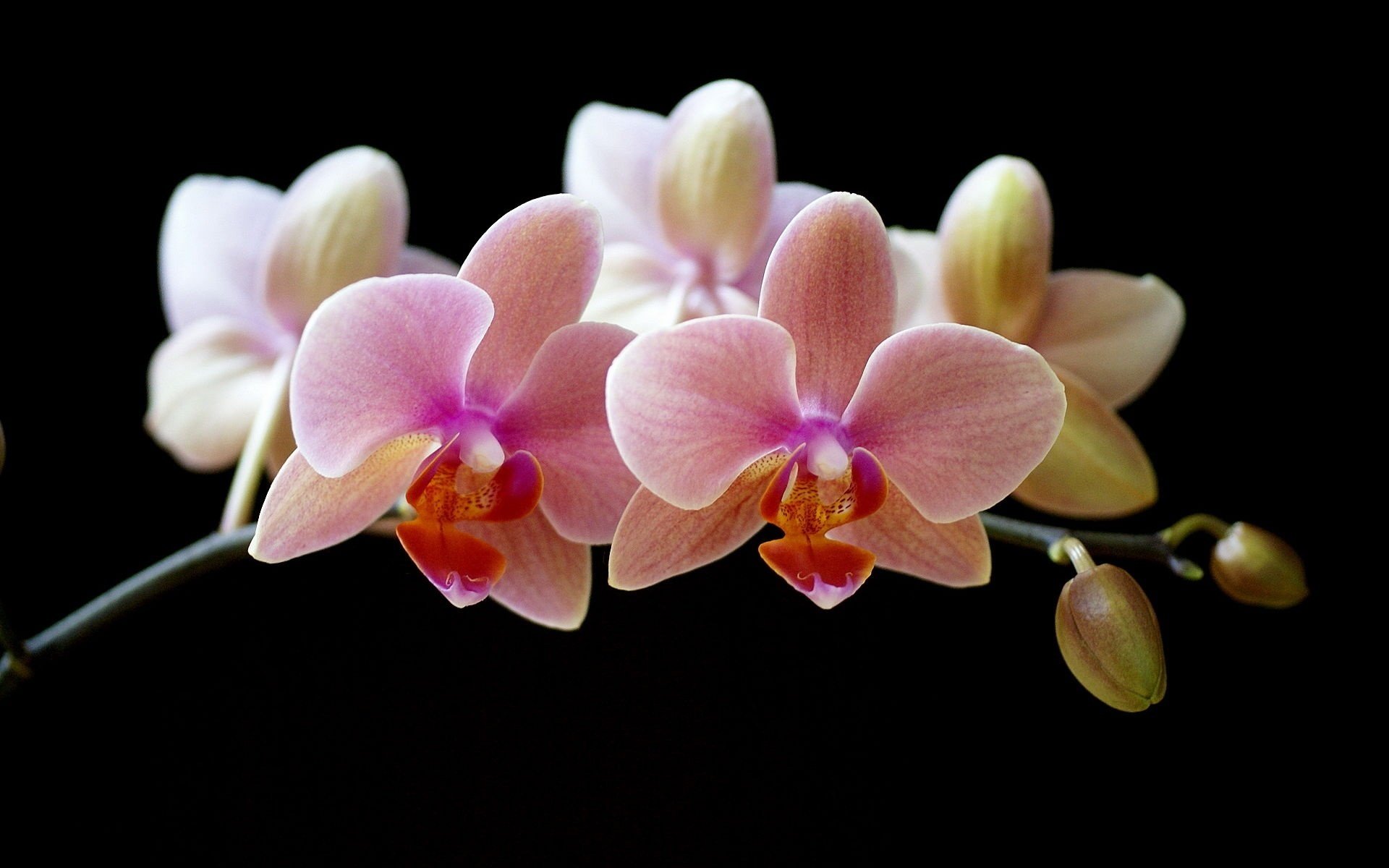 Закрытые бутончики орхидеи на черном фоне
