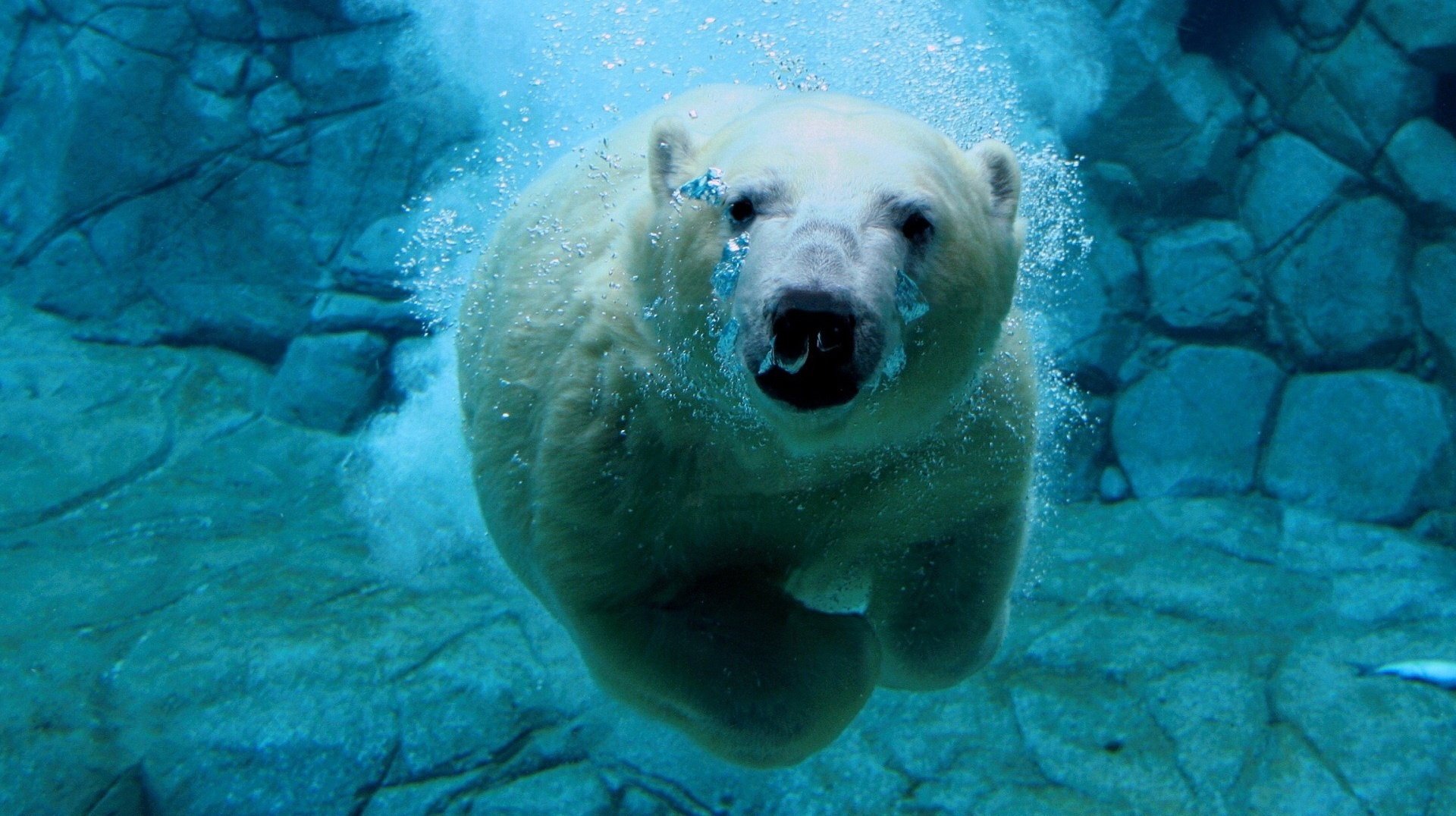 Белый медведь плавает под водой