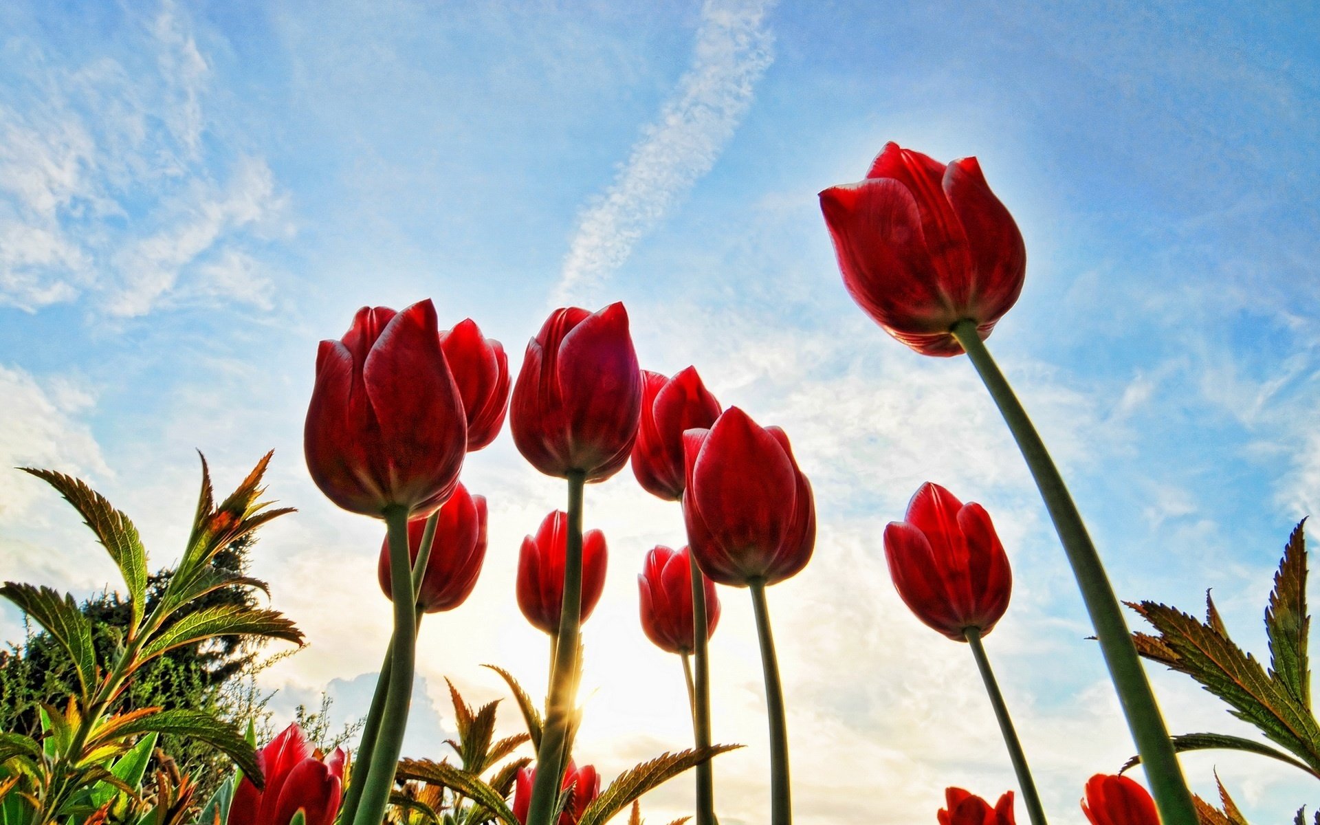 Красные тюльпаны тянутся к солнышку
