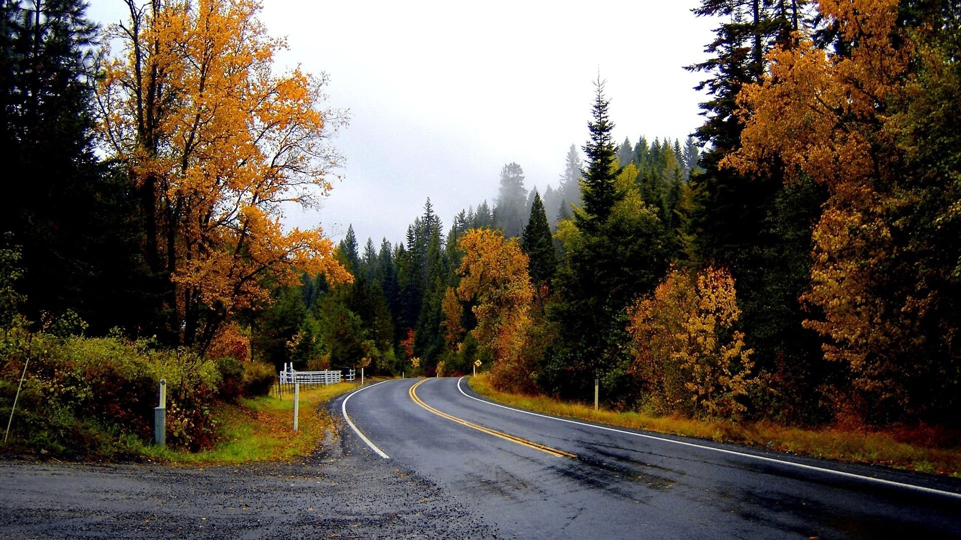 Высокие ёлочки и дорога в будущее в осеннем лесу