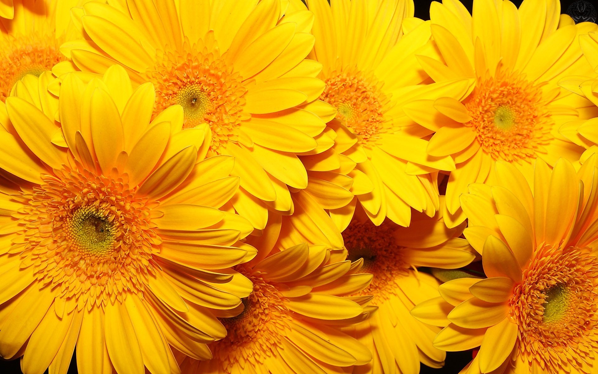 Букет хризантем желтого цвета под солнечным сиянием