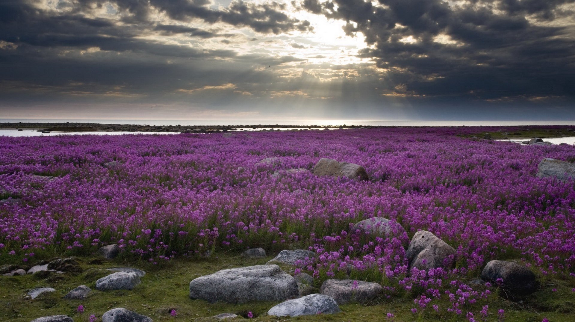 Закат на поляне с фиолетовыми цветами