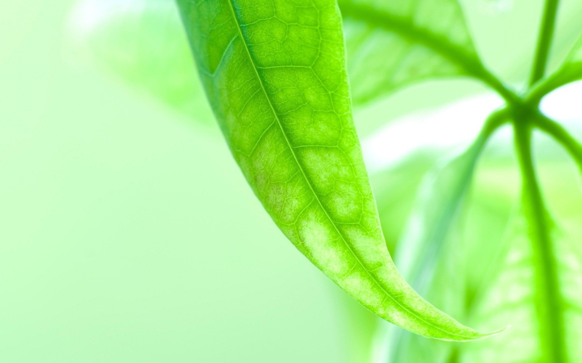 Видны жилки на зелёном листочке