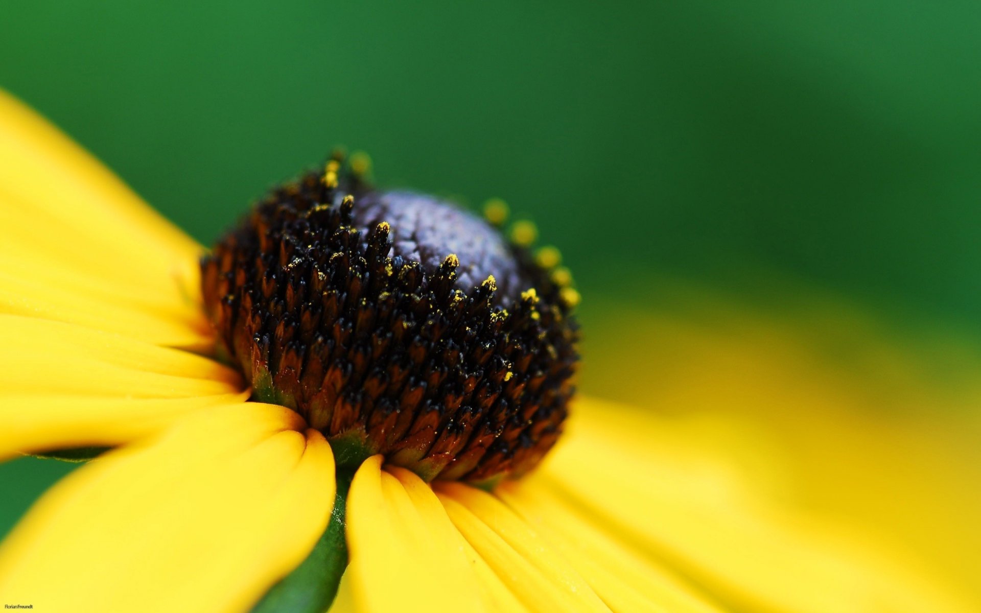 Цветок ромашка с чёрным шаром и желтыми листочками