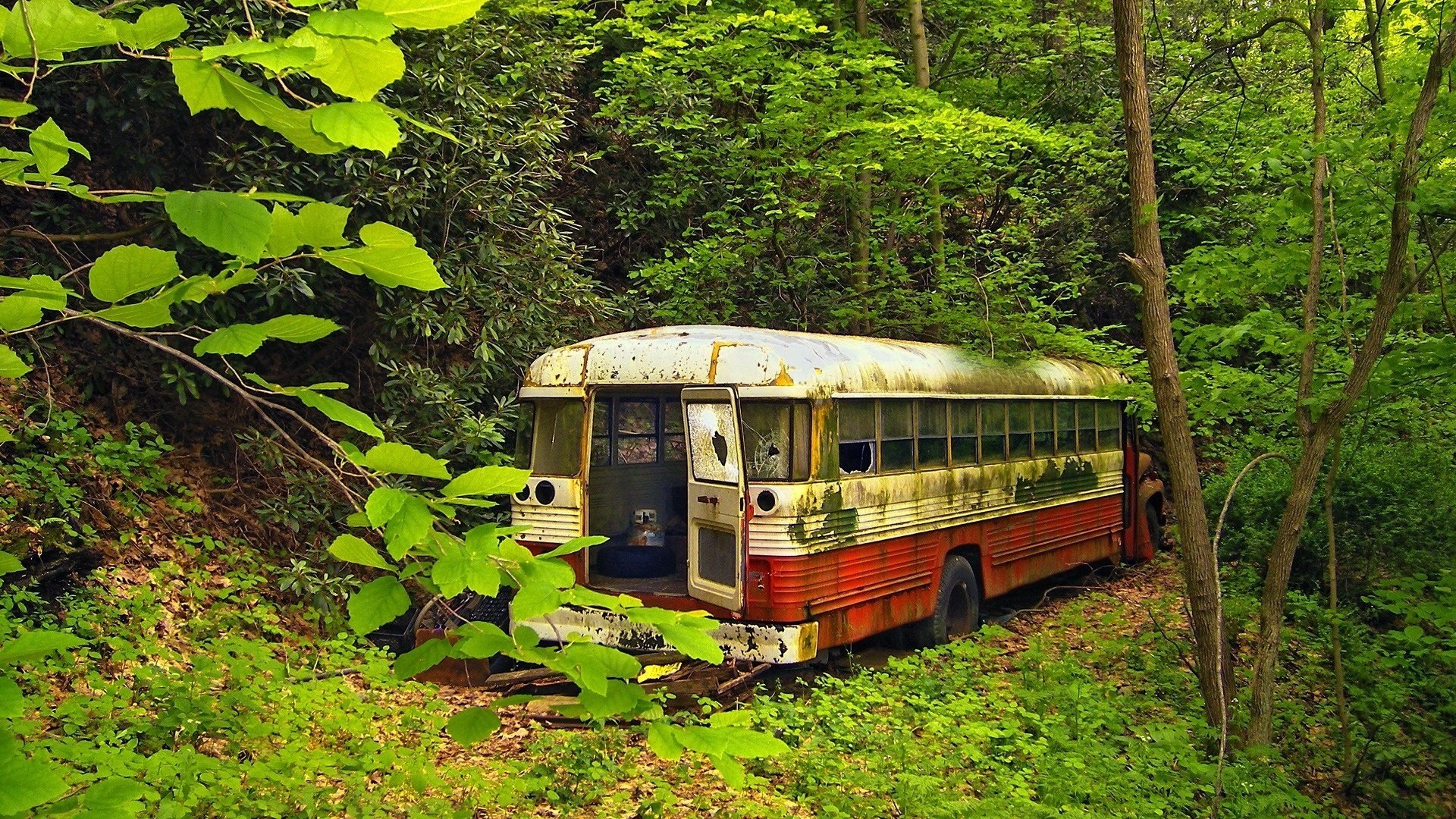 Старый автобус в лесу
