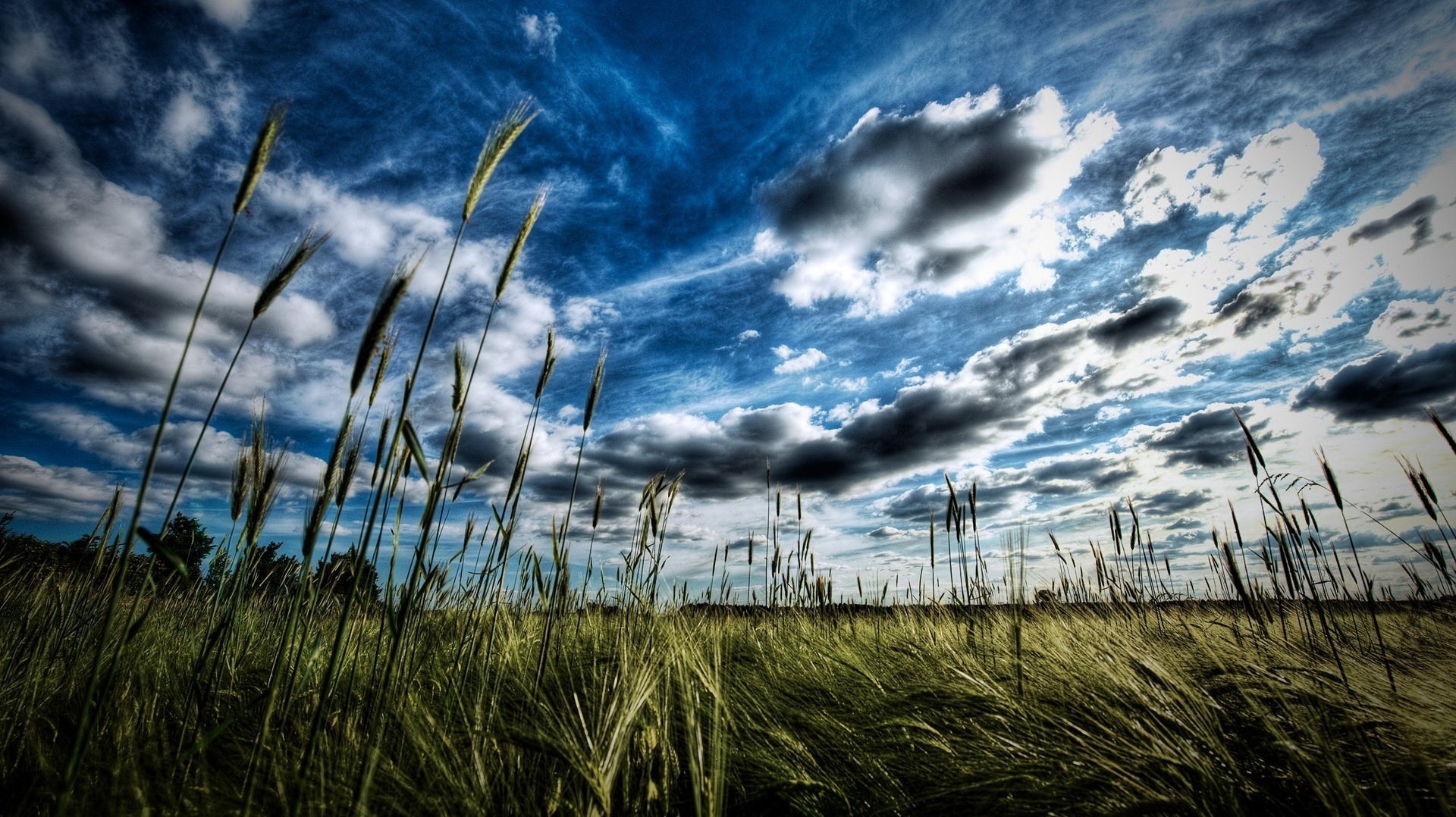 Колоски на поле под голубыми небесами