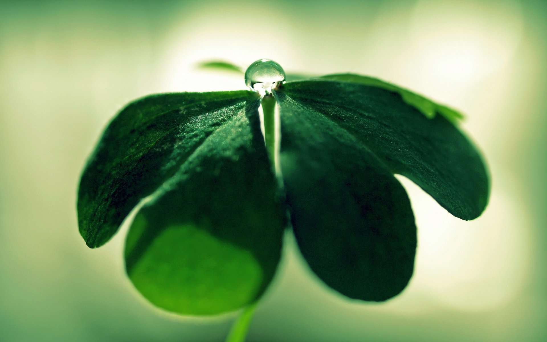 Зелёный клевер четырёх-листник с капелькой воды