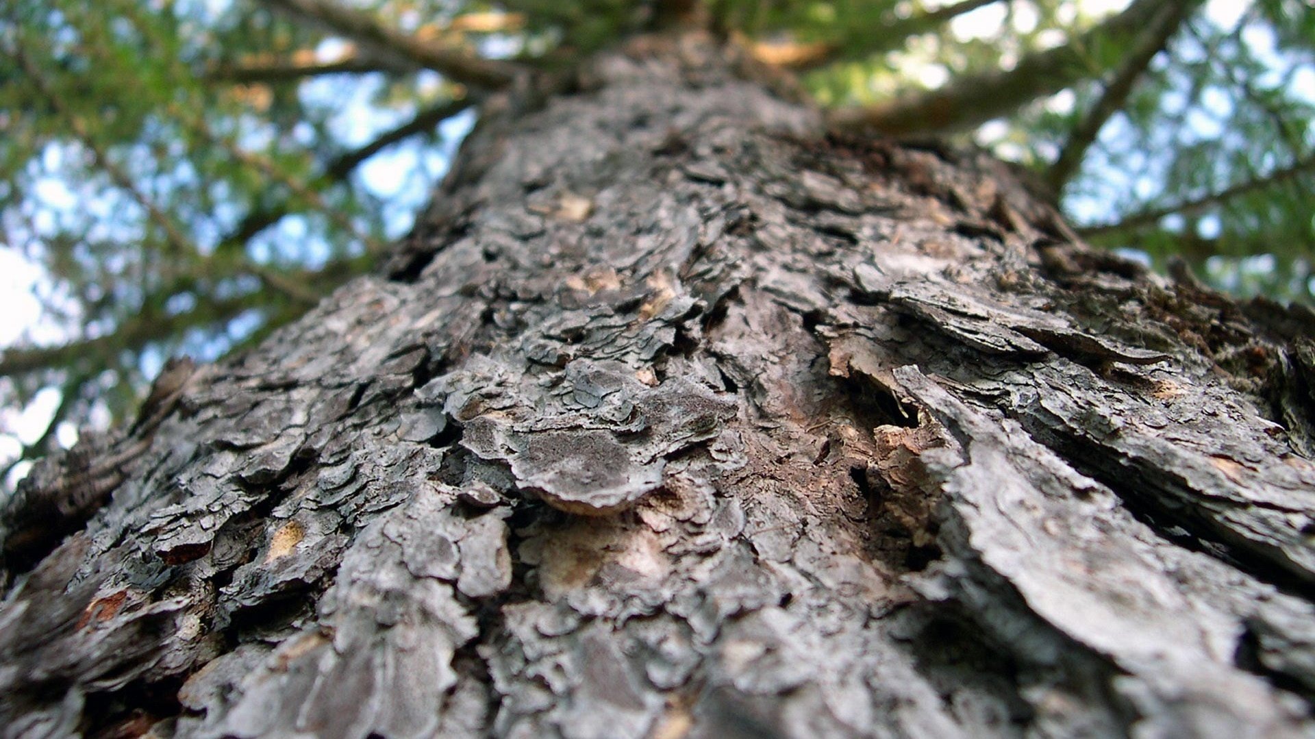 Кора старого дерева в лесу