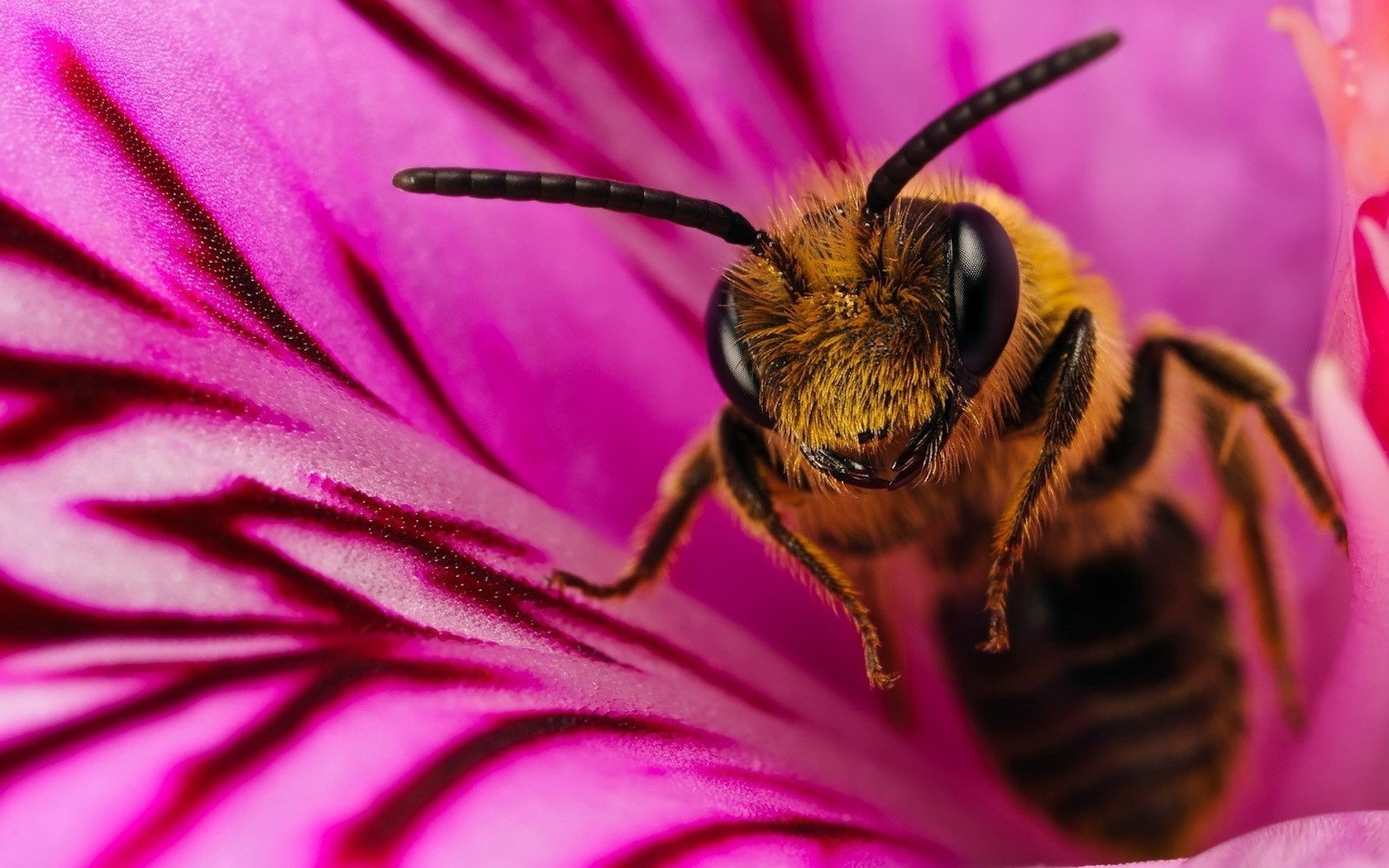 Пчела вылазит из цветка