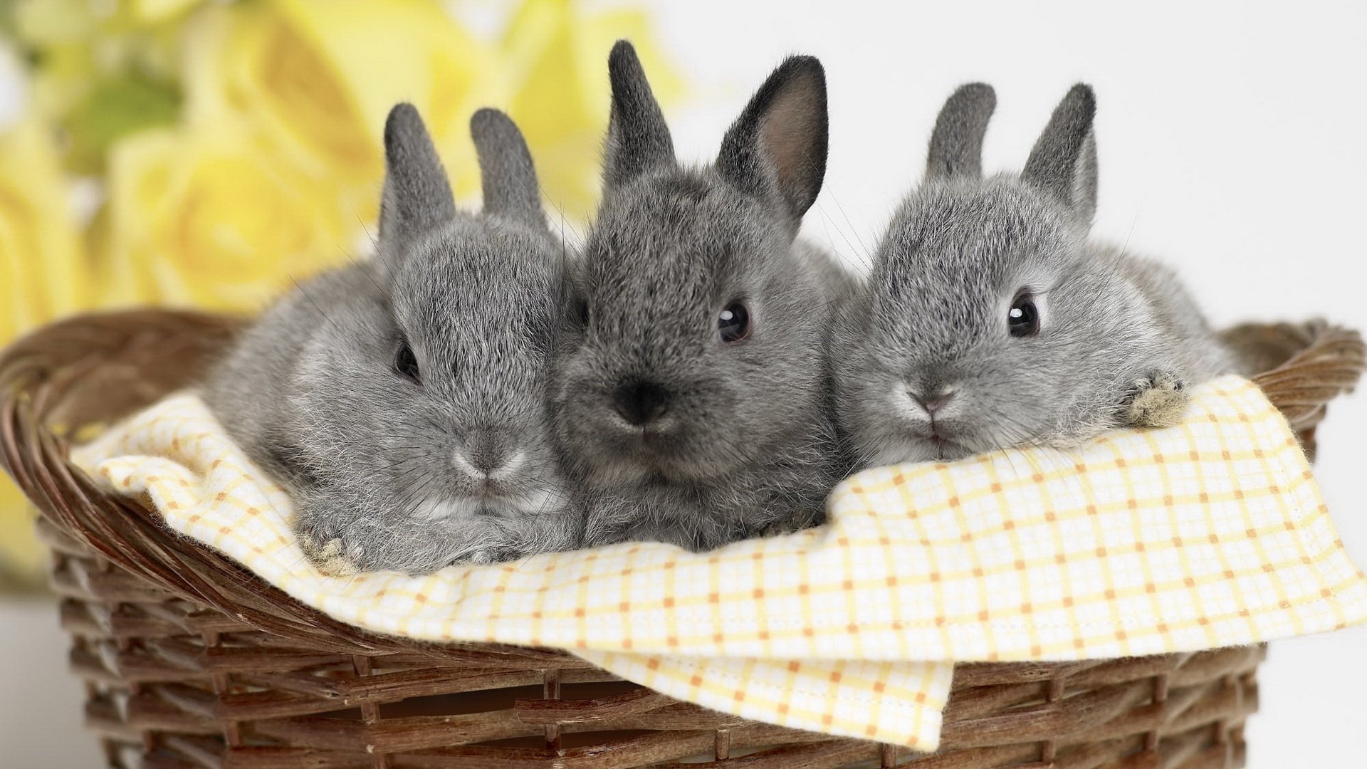 Три зайчка в корзине
