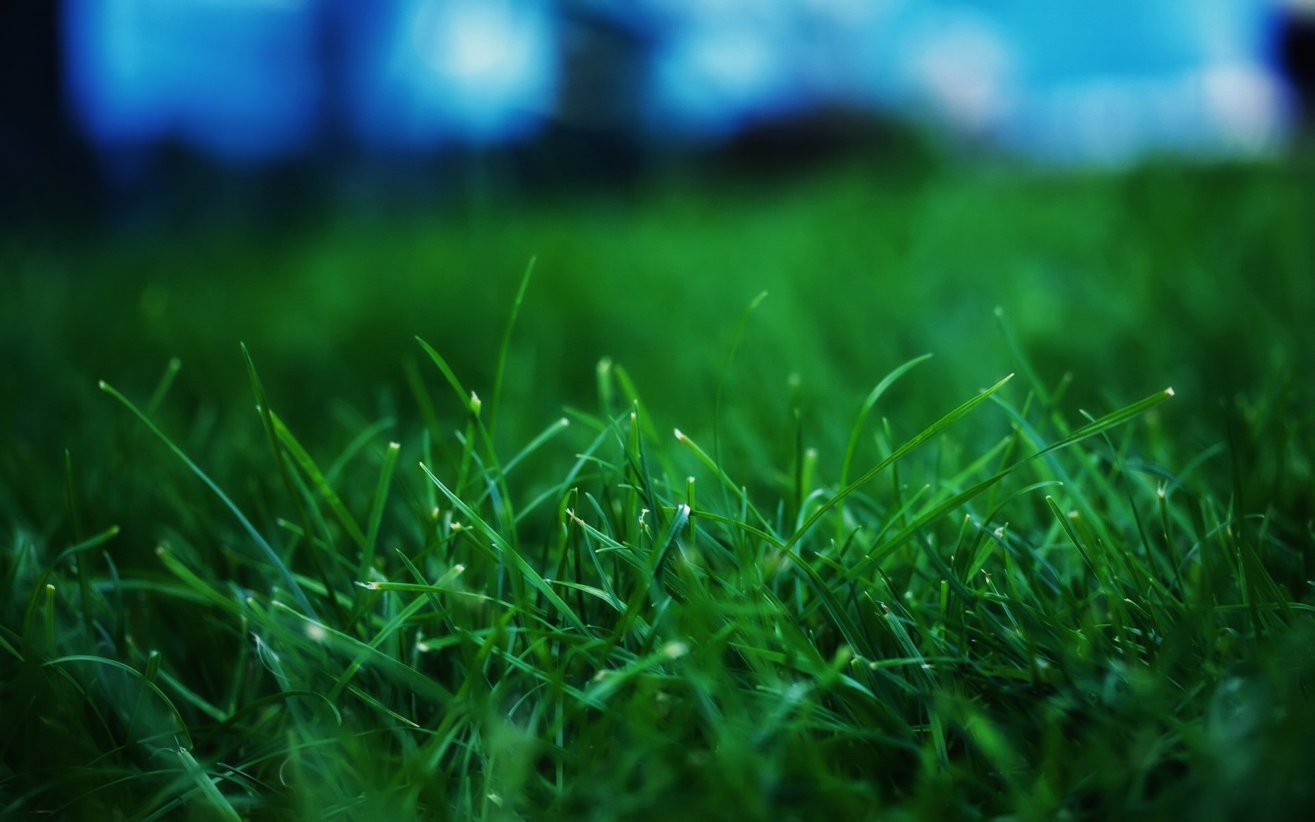 Зелёная трава с каплями росы