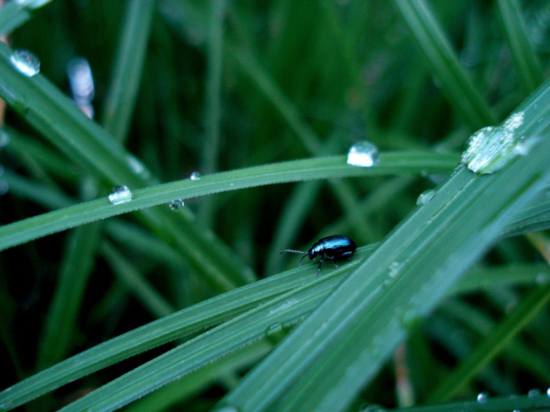 Фон темный жучек после дождя на зеленой травке