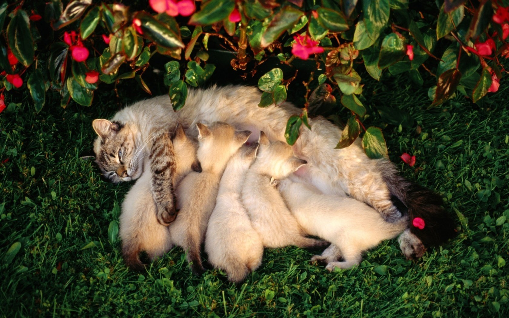 Кормящая мама кошка и 5 малышей