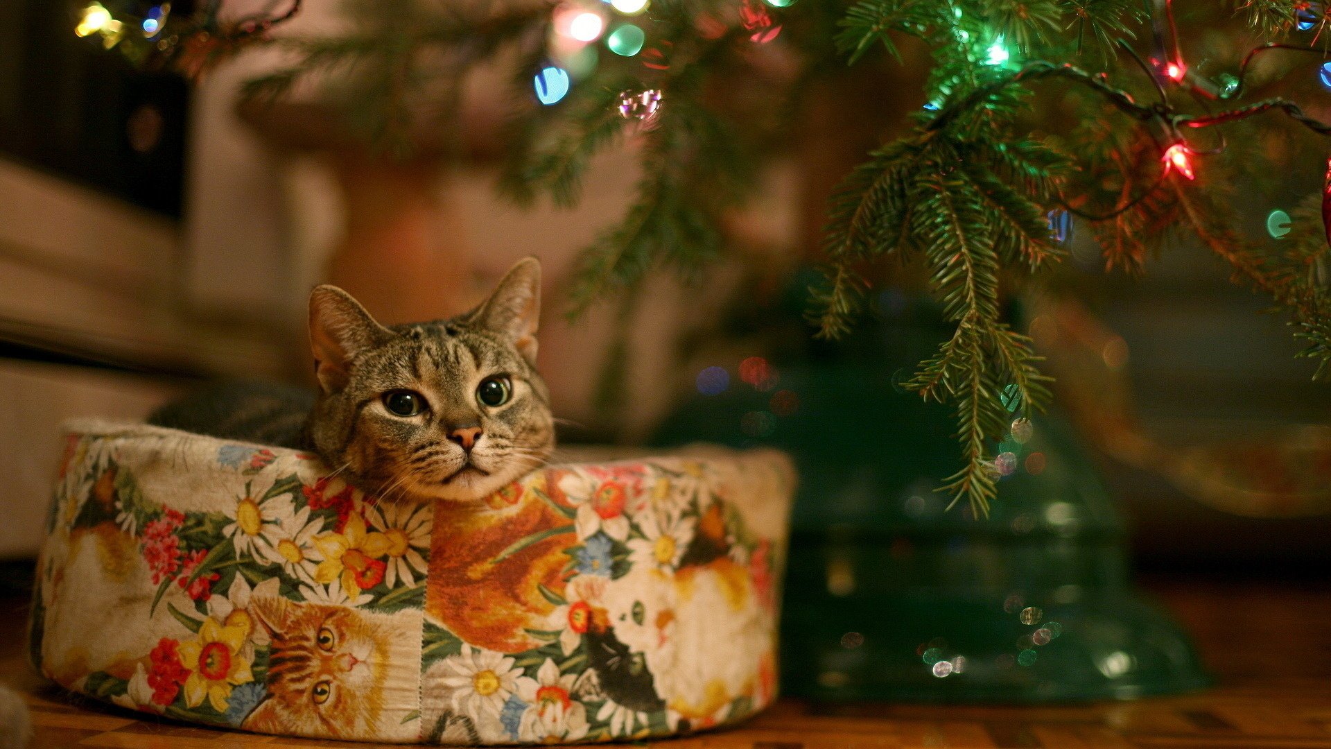 Кот как подарок под ёлкой в новый год