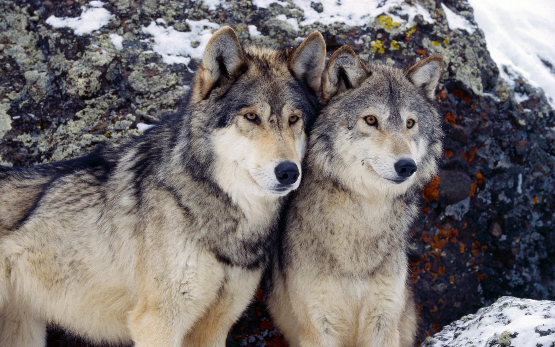 Невероятная пара волков с завораживающим взглядом