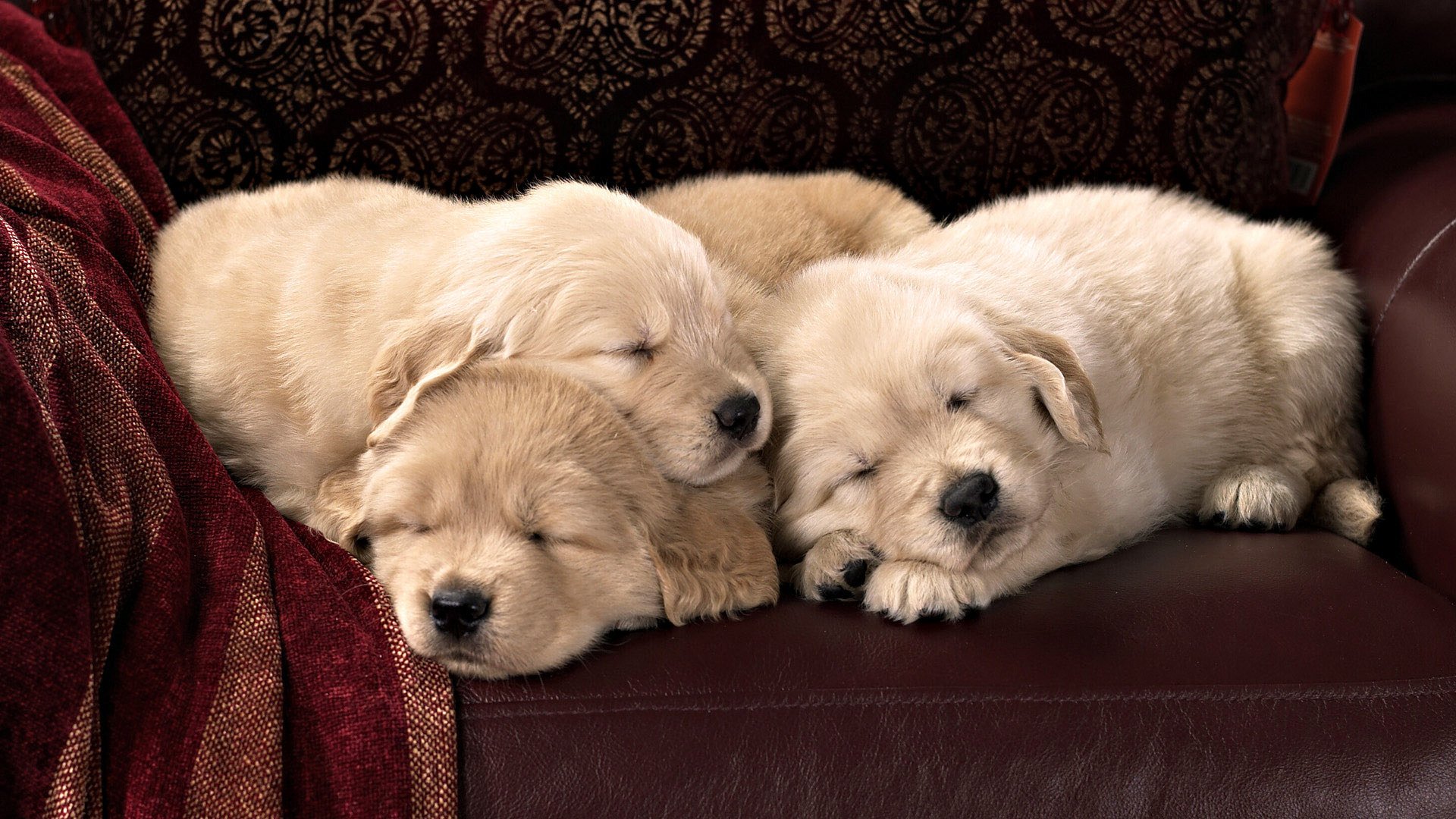 Три щенка спят на коричневом кожаном диване