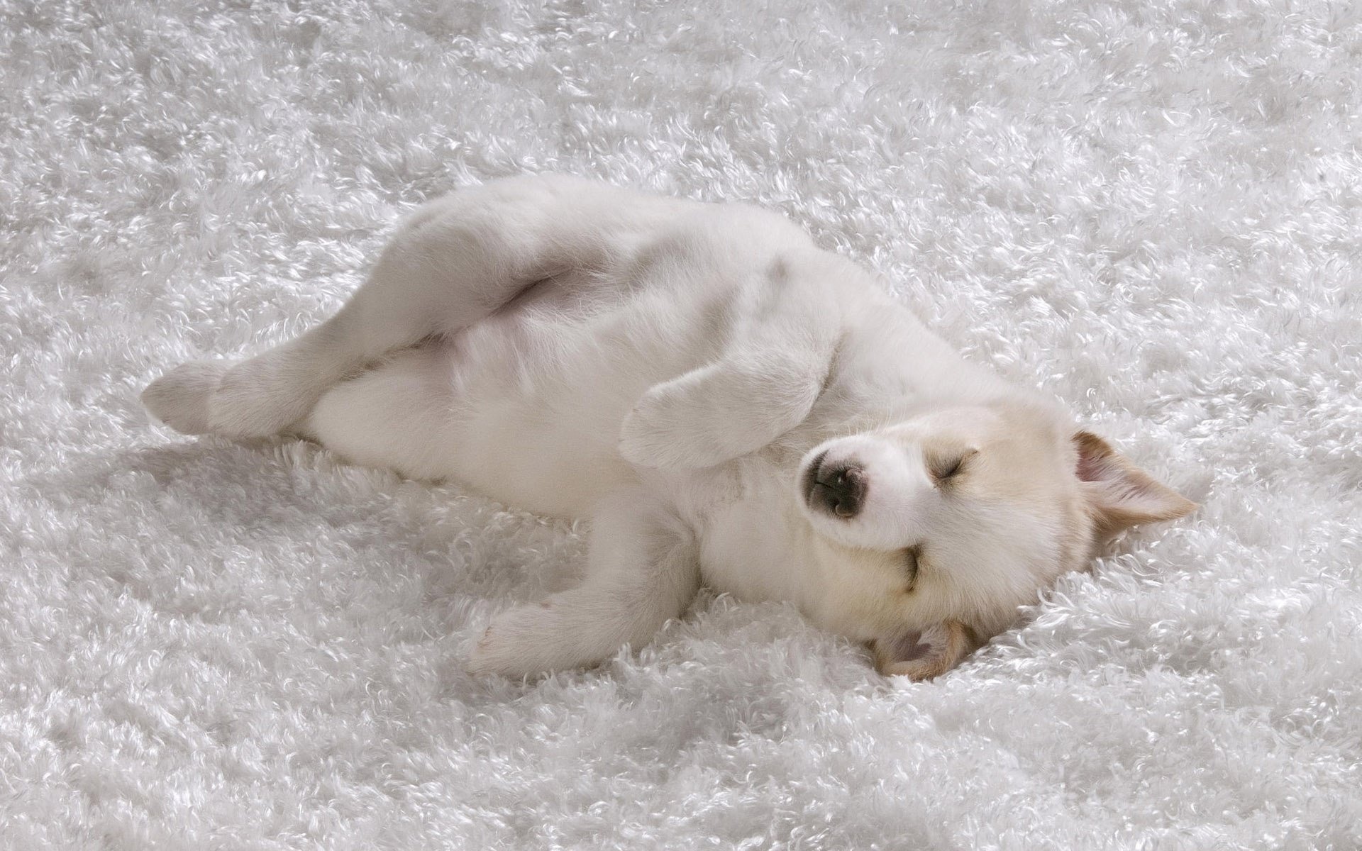 На белоснежном одеяле сладко лежит спит щенок с белой шерстью