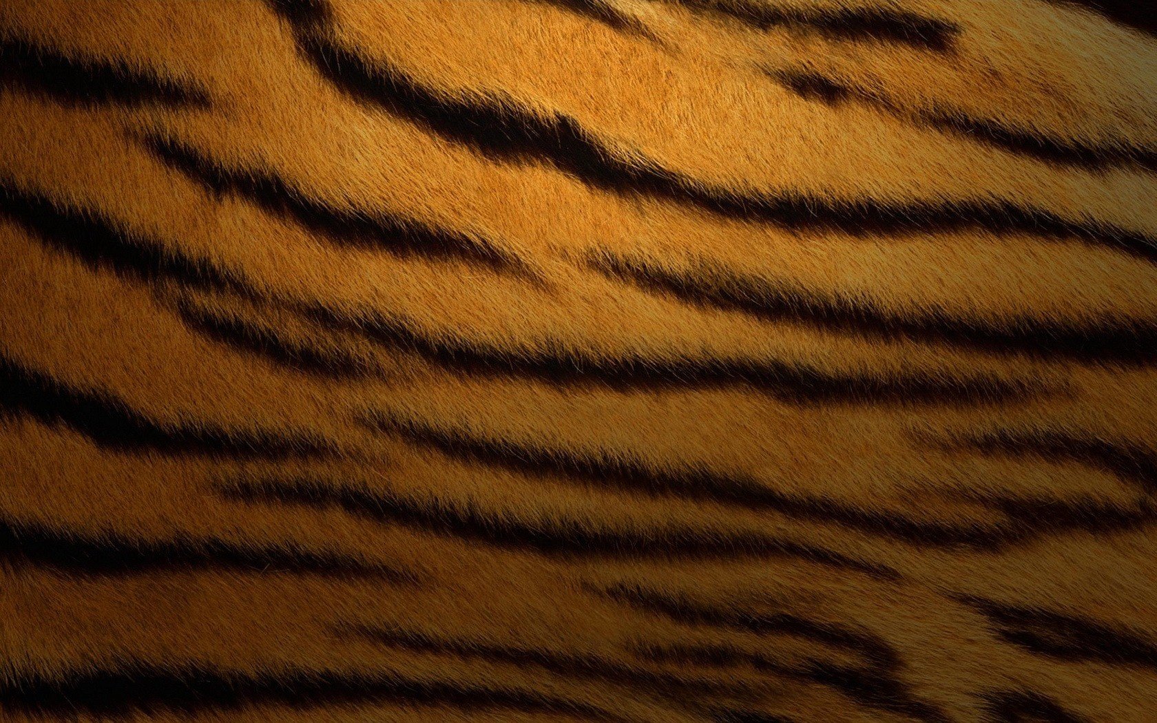 Темный фон шкура тигра