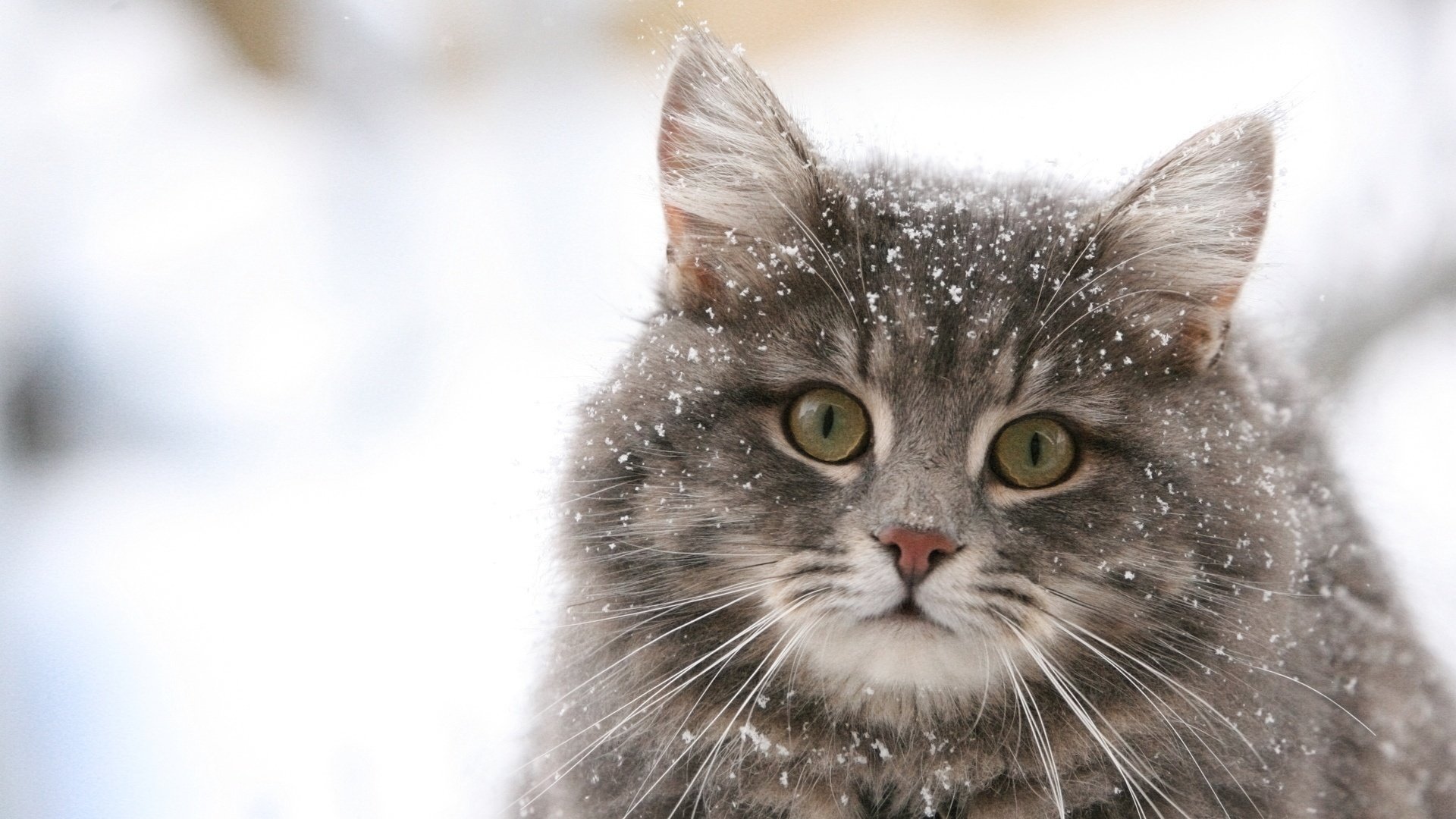 Пушистый снежный котик в снежинках