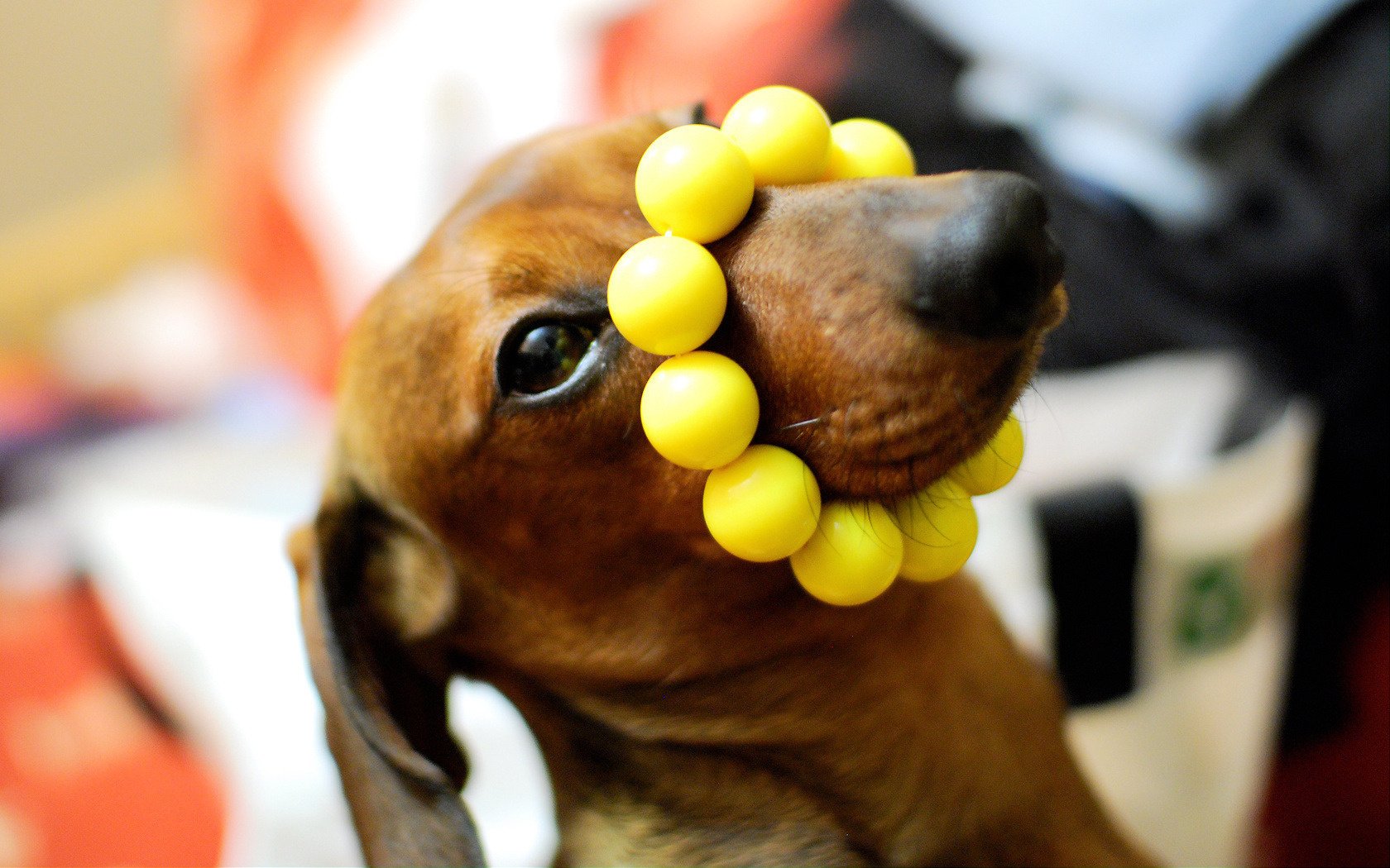 Собака играет с жёлтым браслетом