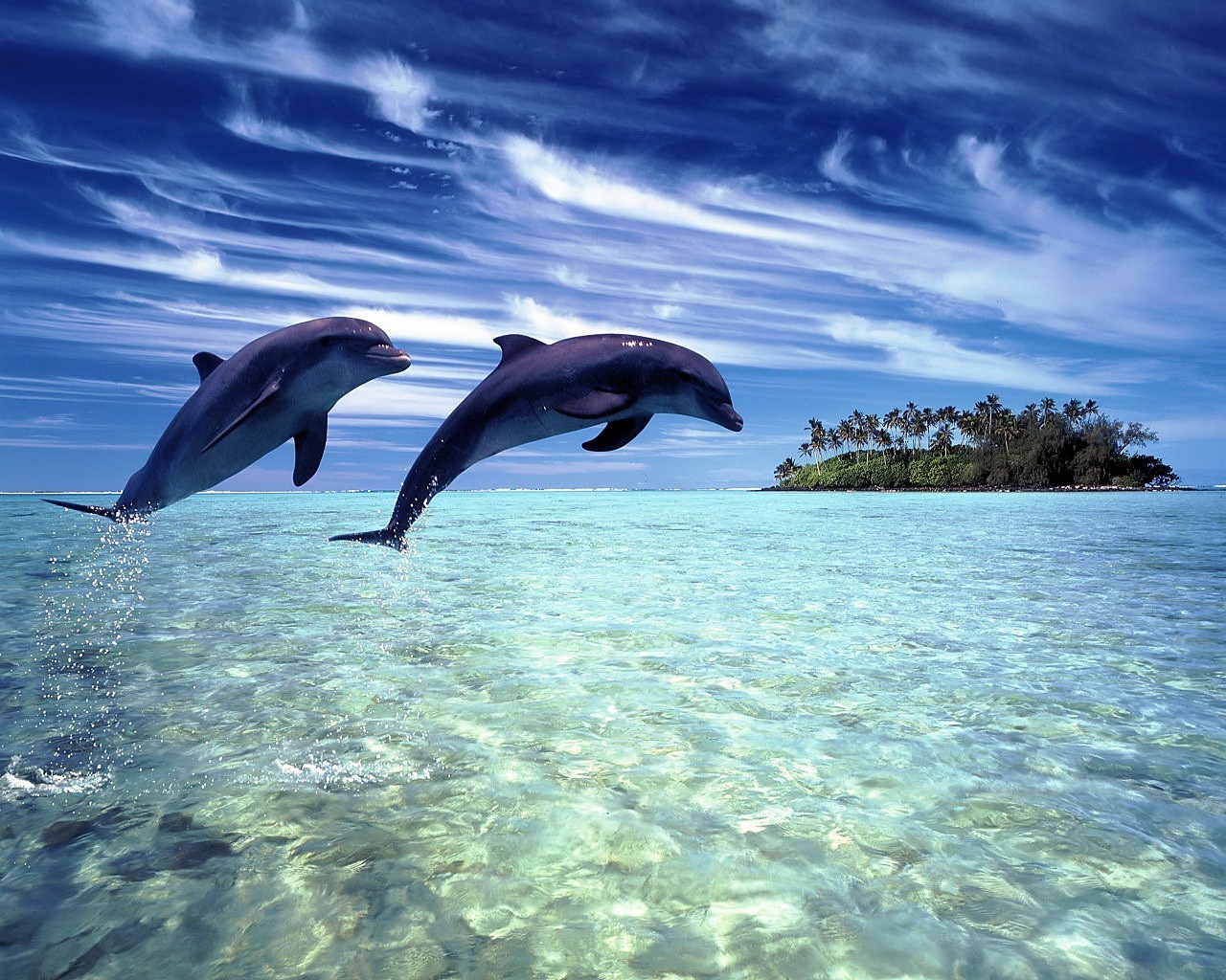 дельфины тропики остров