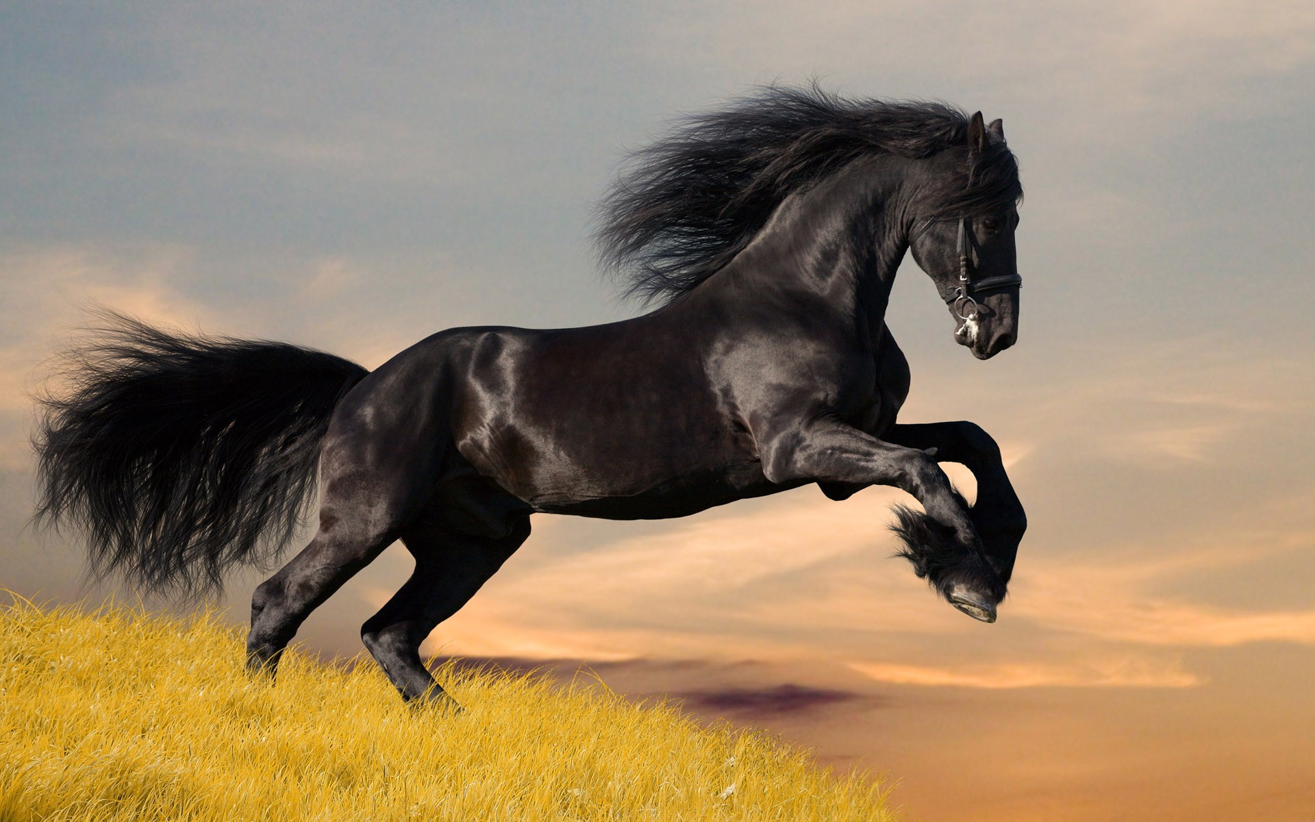 лошадь черный мустанг