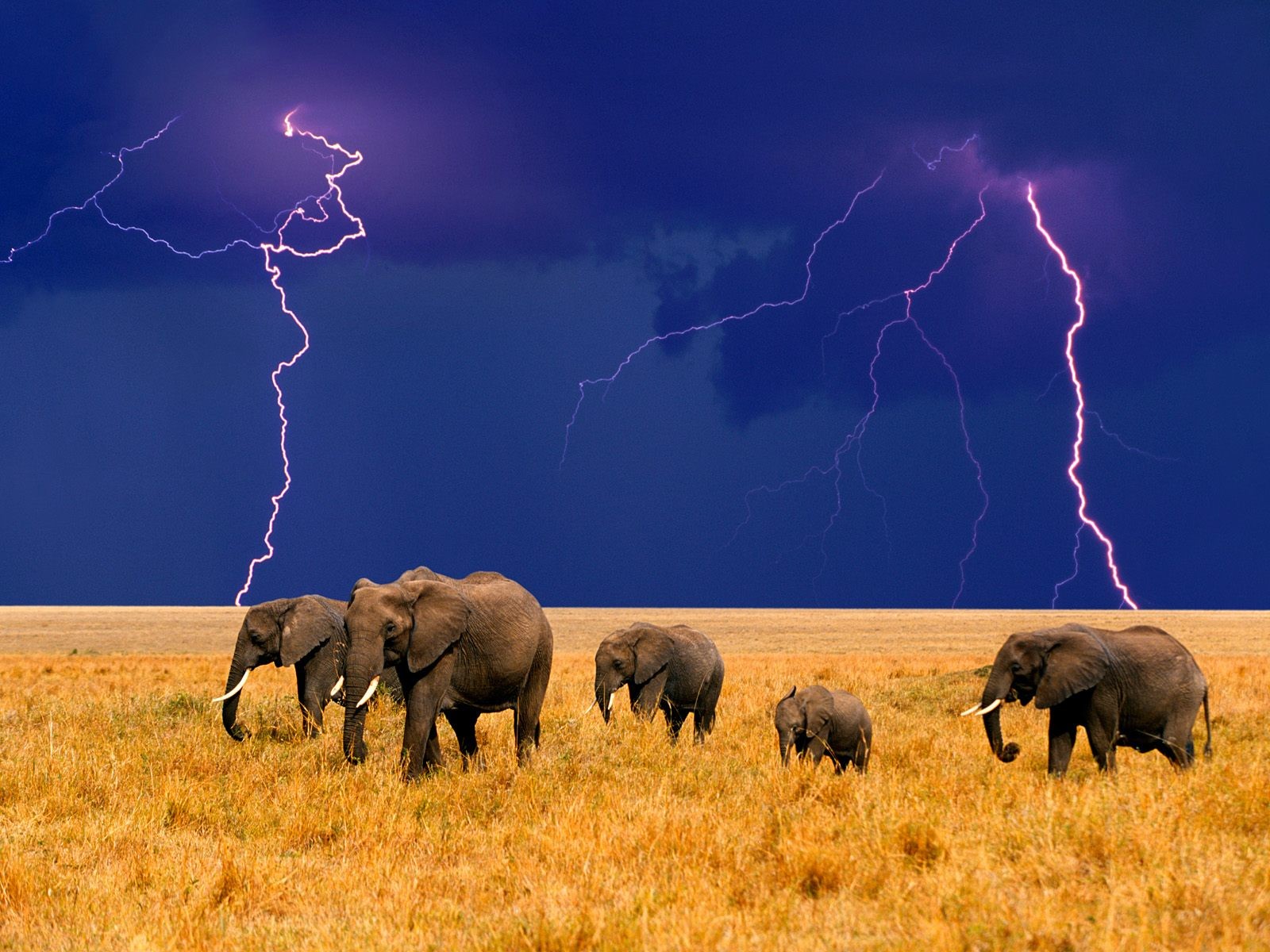 молния слоны африка