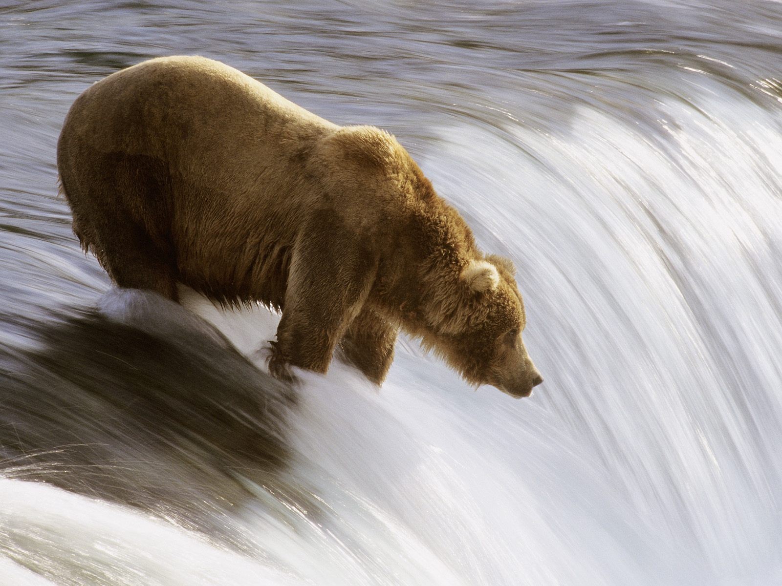 медведь рыбалка река
