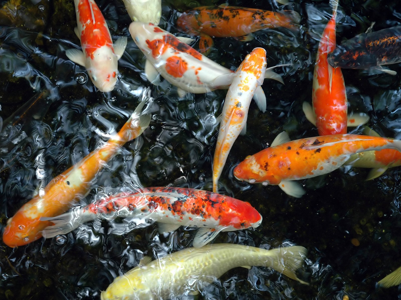 Рыбки в пруду под поваленным деревом без смс