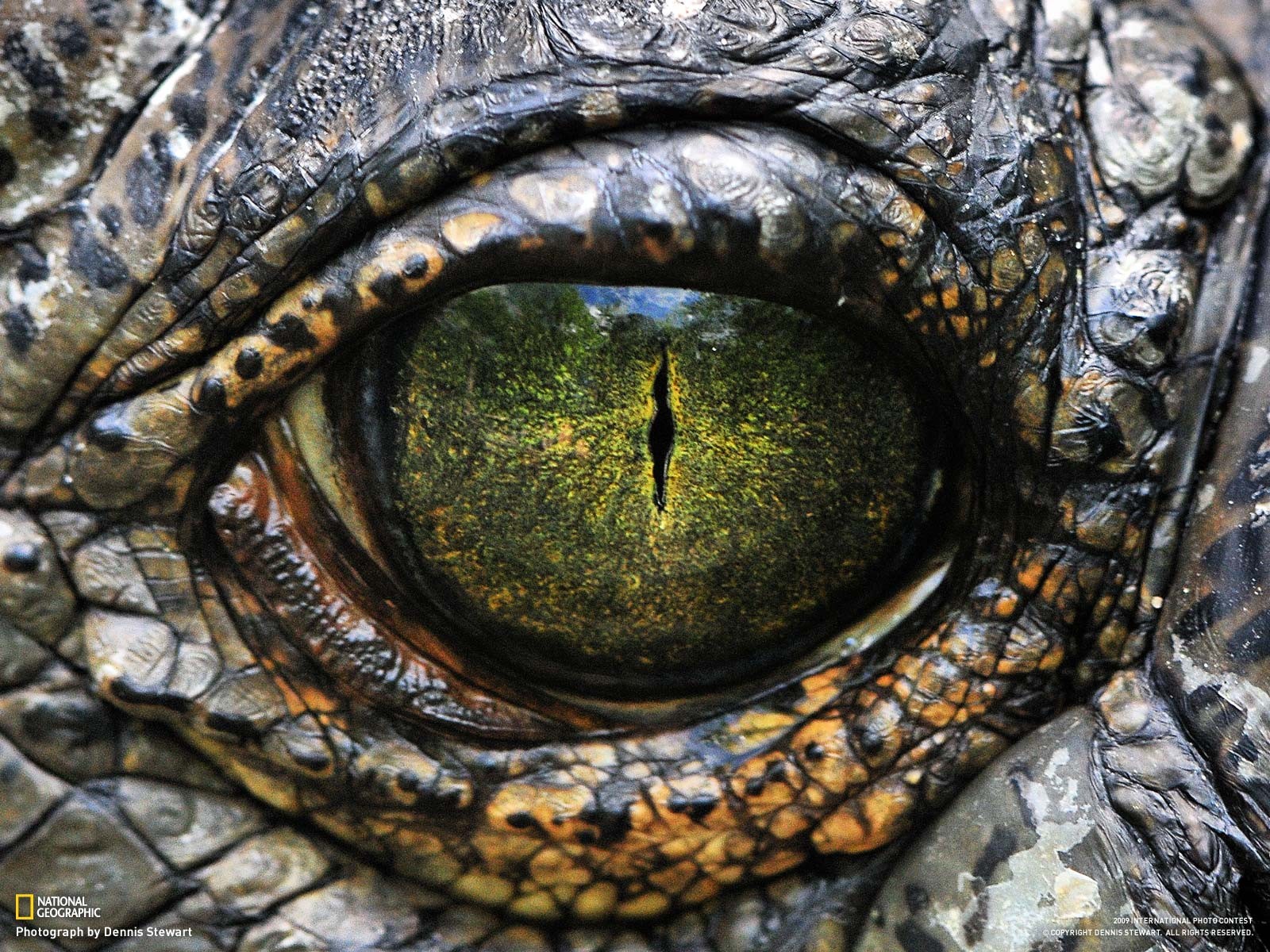глаз крокодил бесплатно