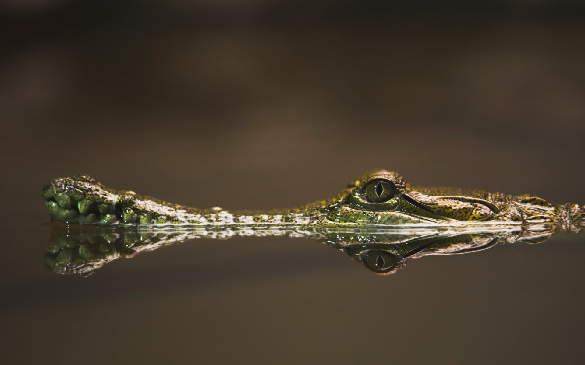 крокодил вода ноздри и глаза