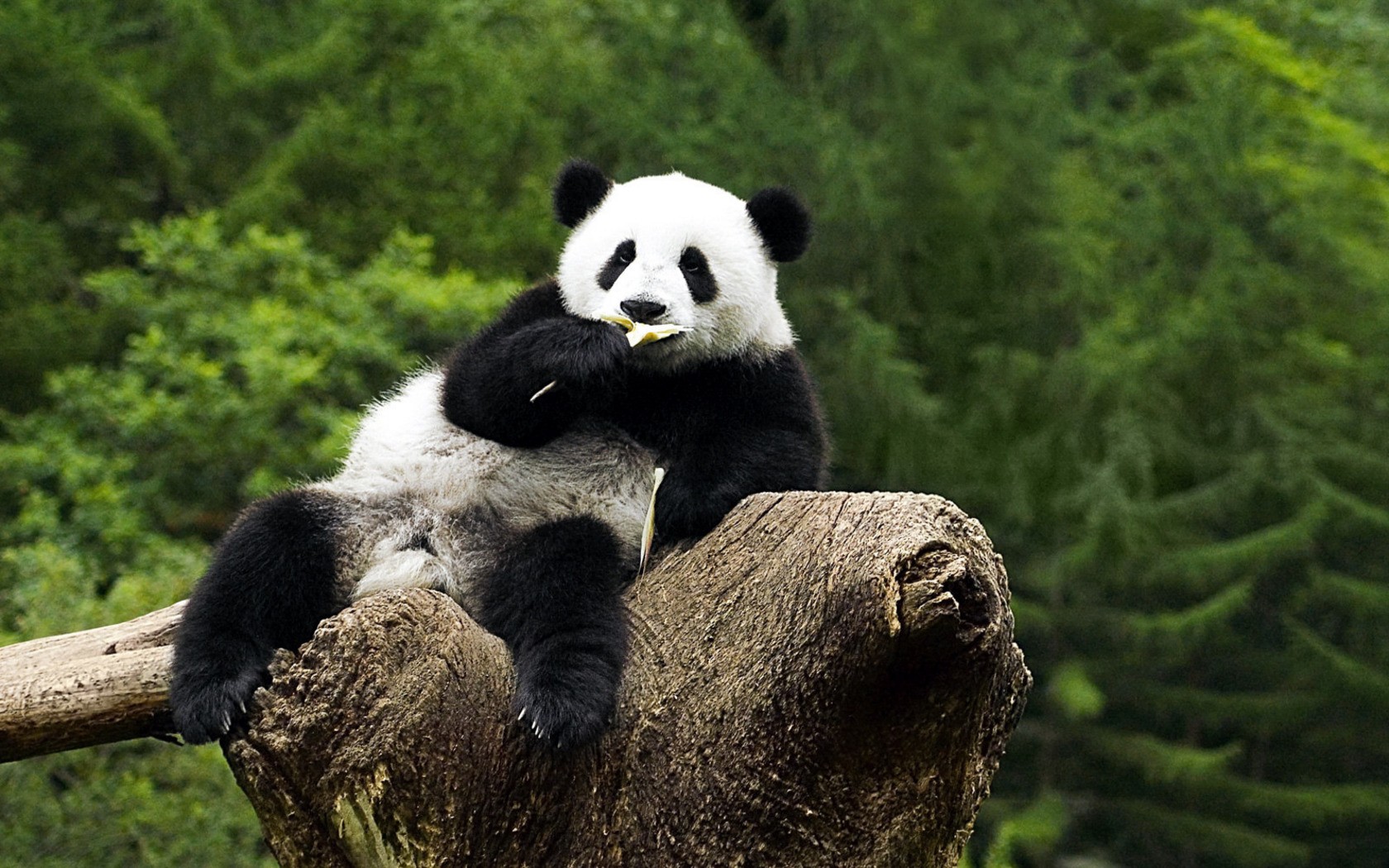 животные панда на дереве жует