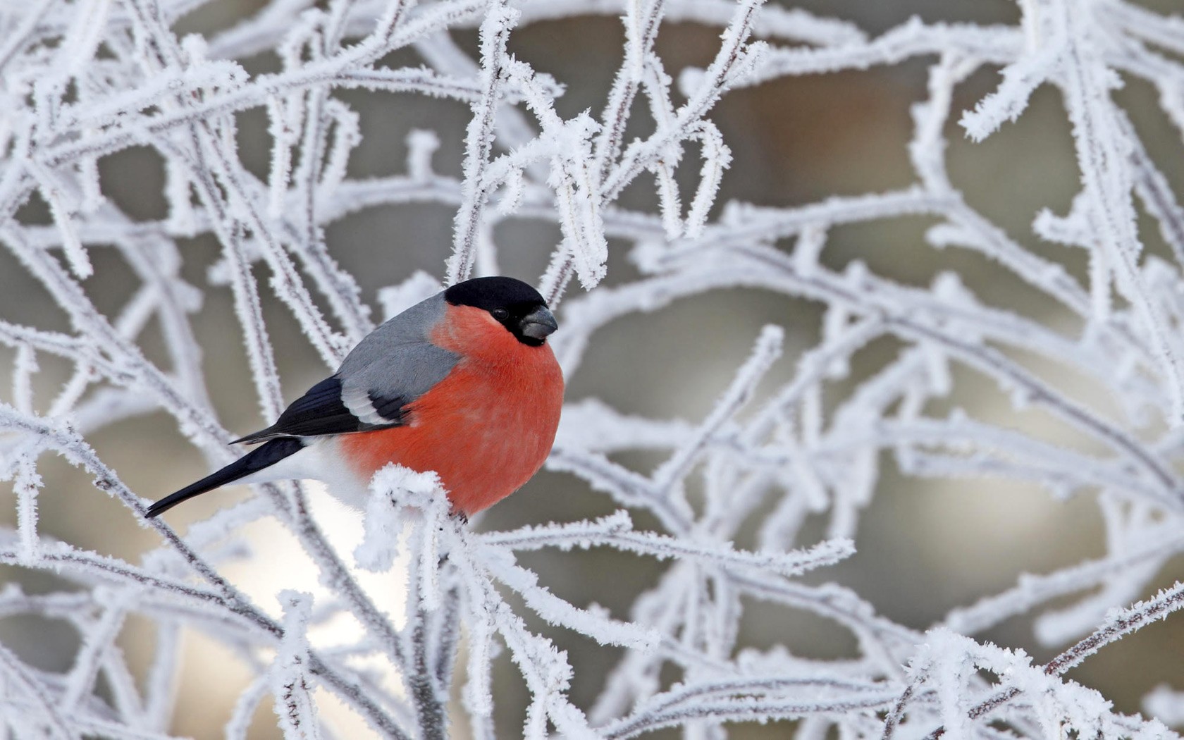 птица снегирь заснеженная ветка красно-серый