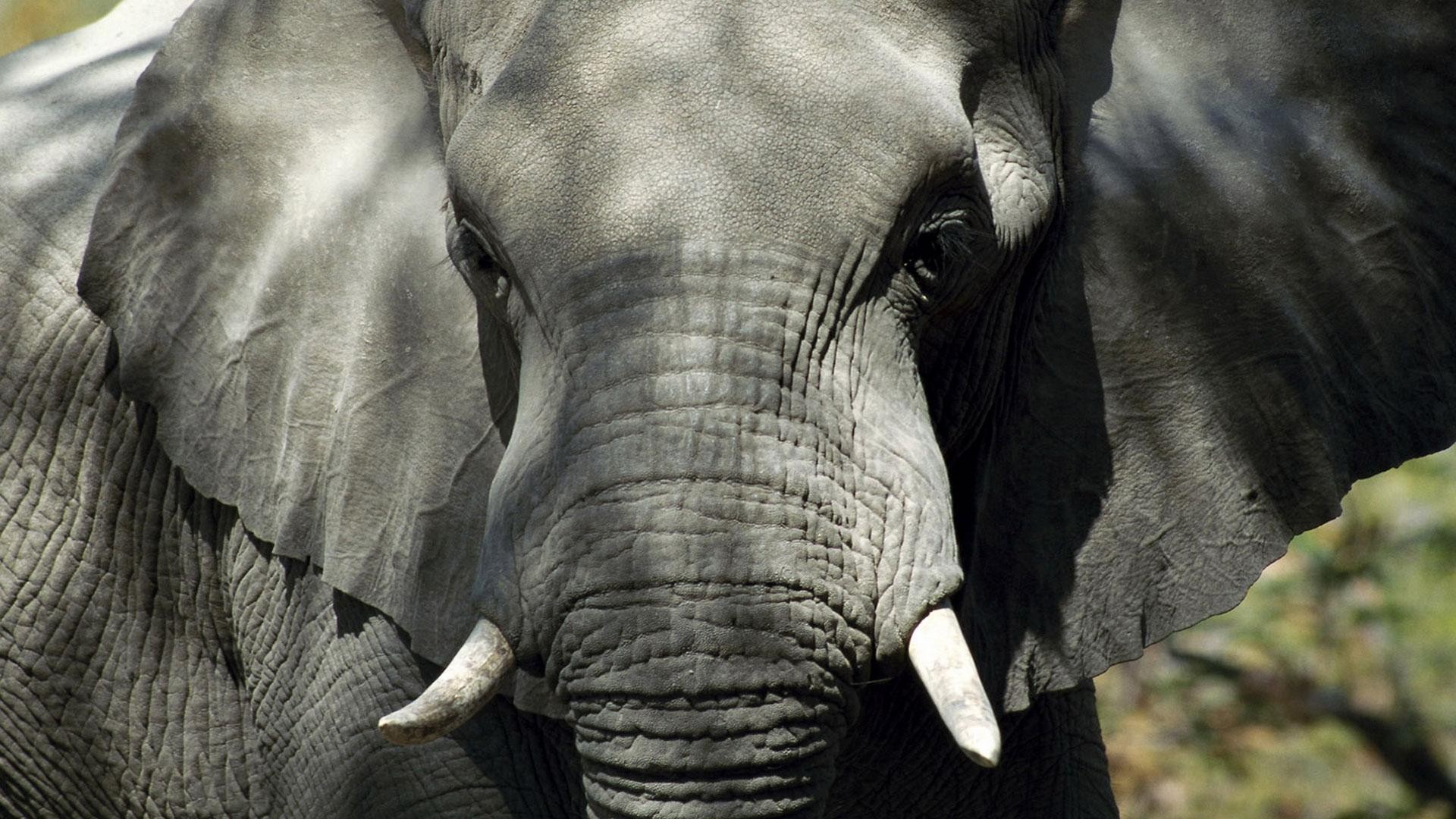 слон вольный африка
