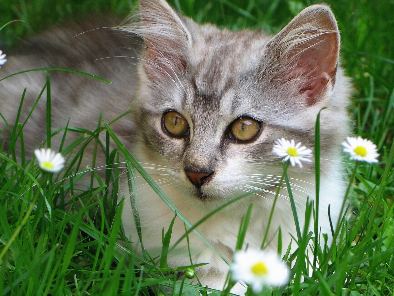 милые котята в ромашковом поле бесплатно
