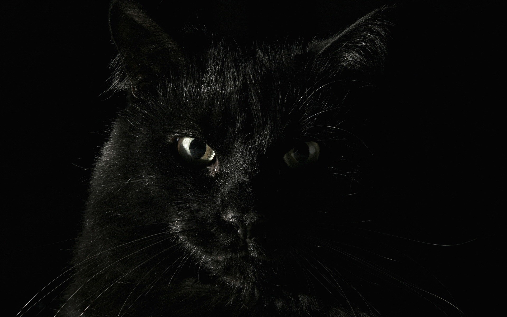 животные черные страх кошаки