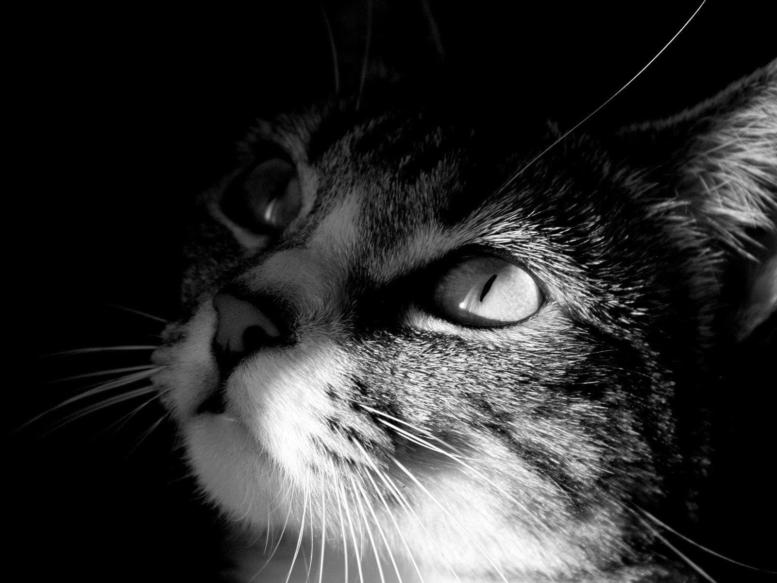 черно-белый котенок мордочка без смс
