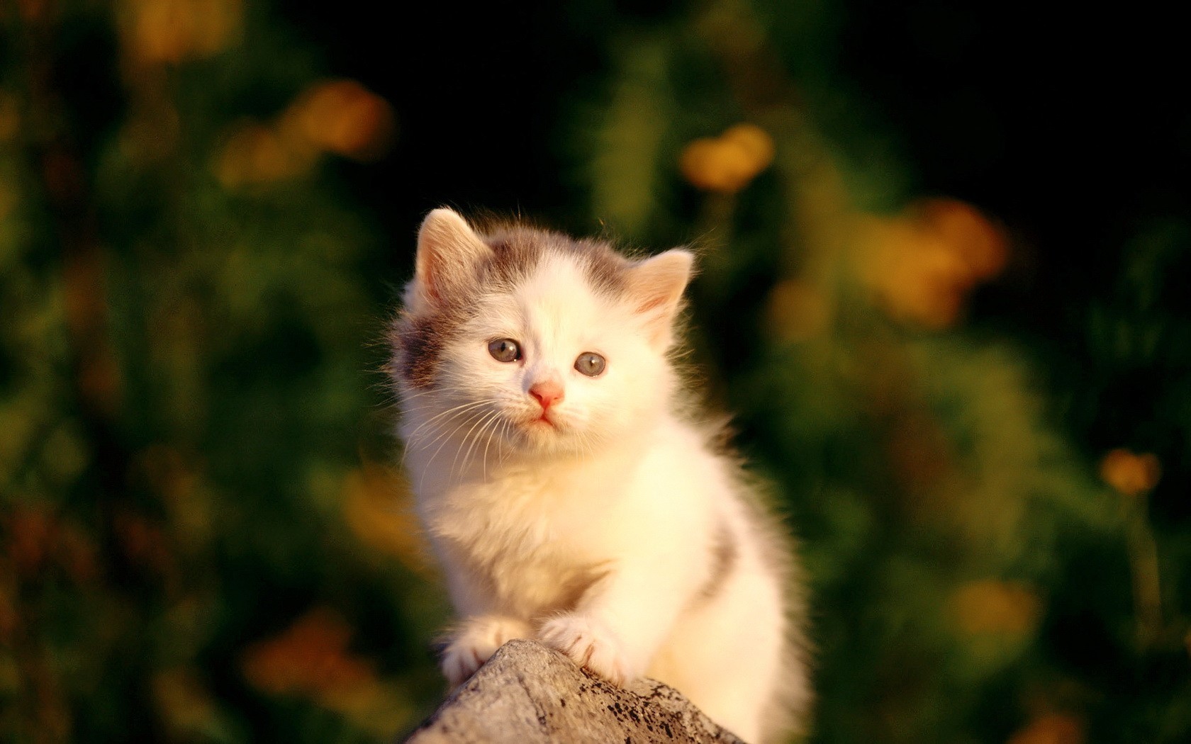 Картинка с милым котенком