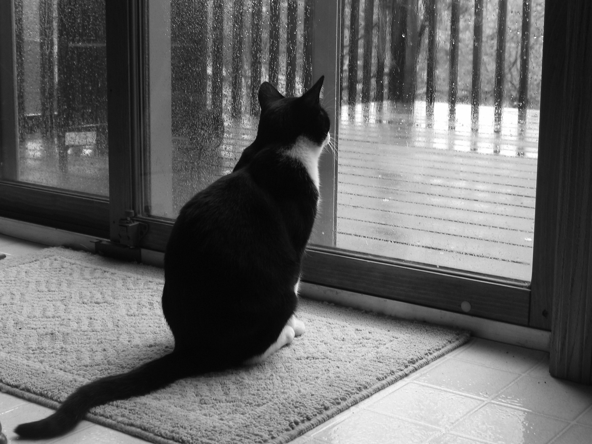 черно-белая кот окно дождь грусть