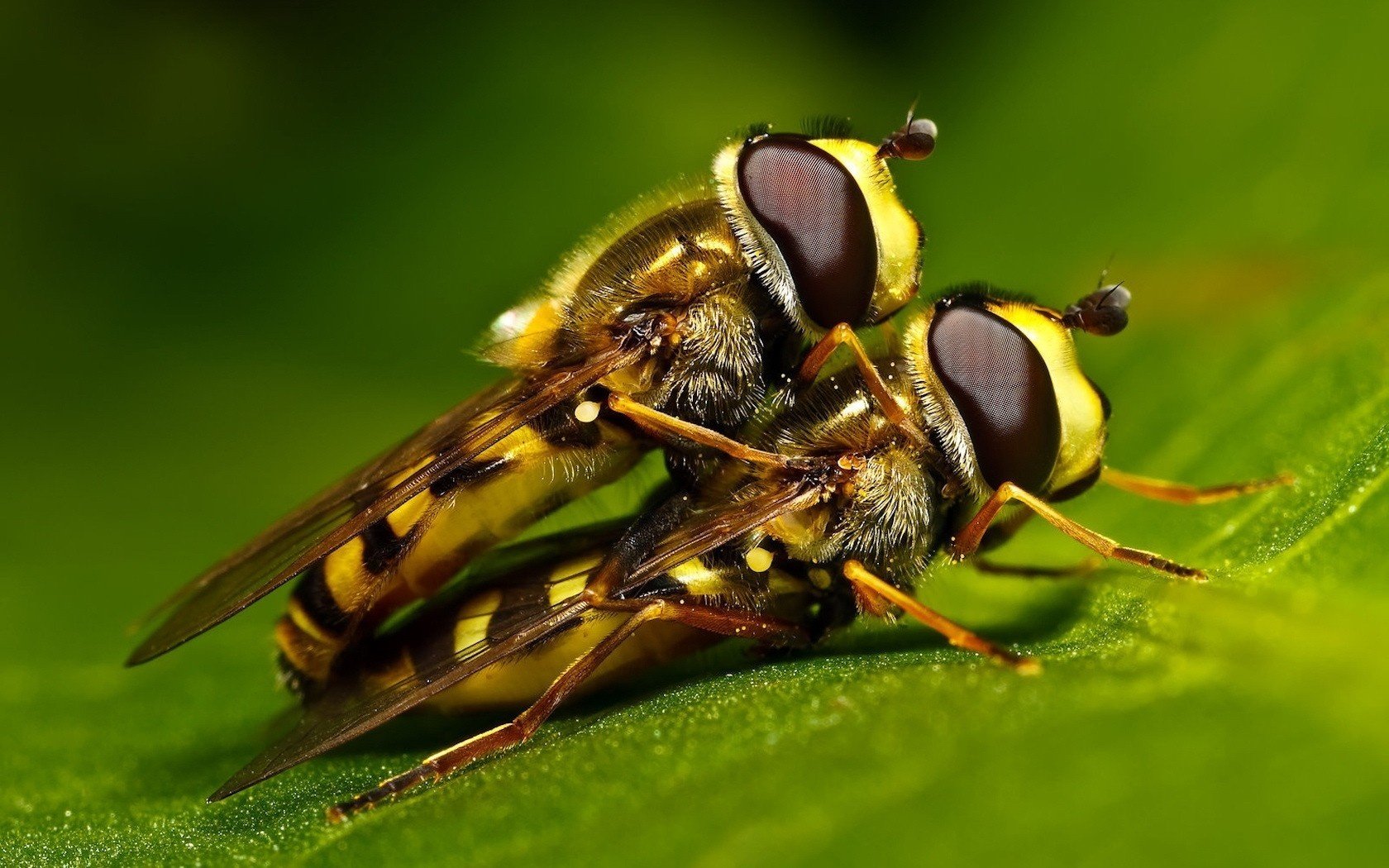 Пчелы занимаются любовью на зелёном листке