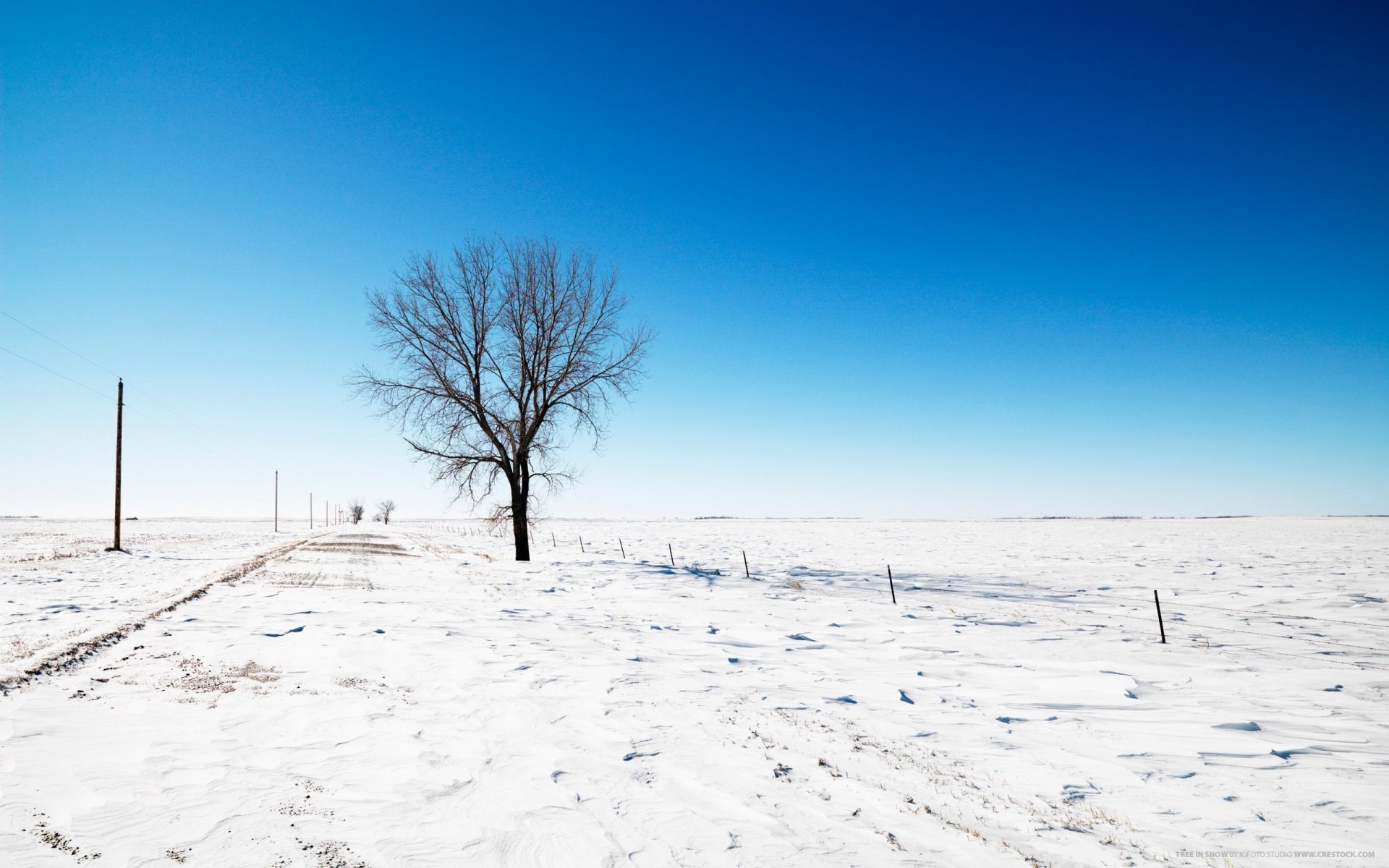Одинокое дерево на поле в снегу