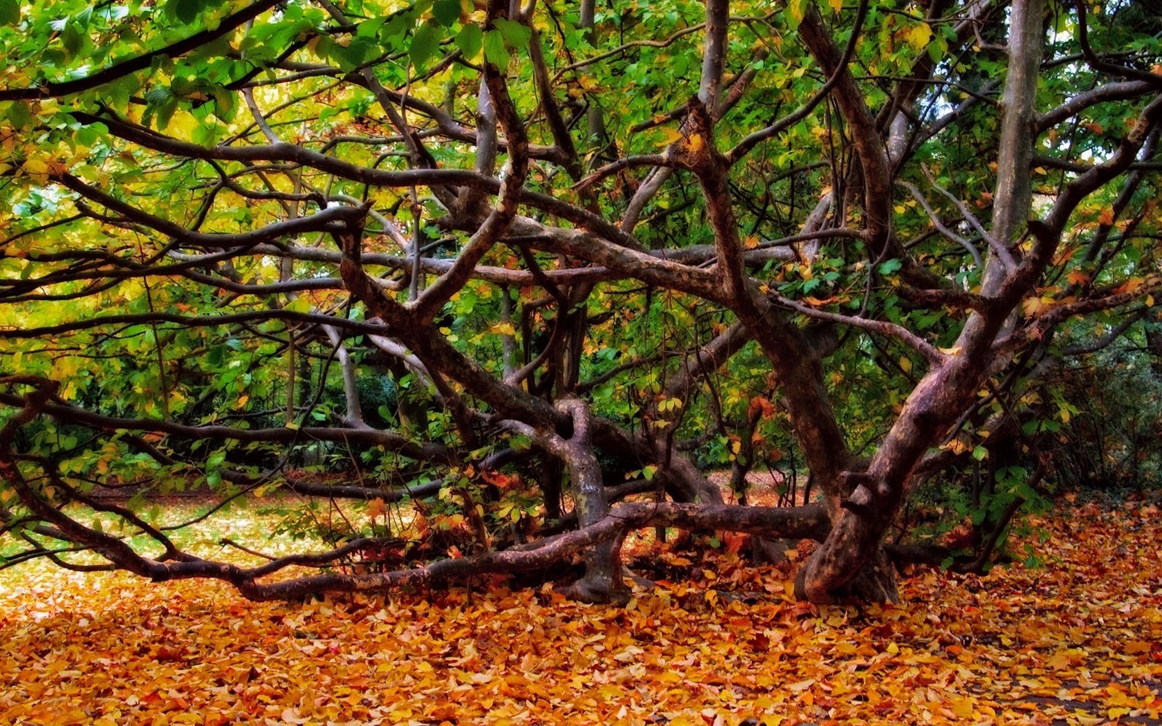 Осенний лес с ветками и опавшими листьями